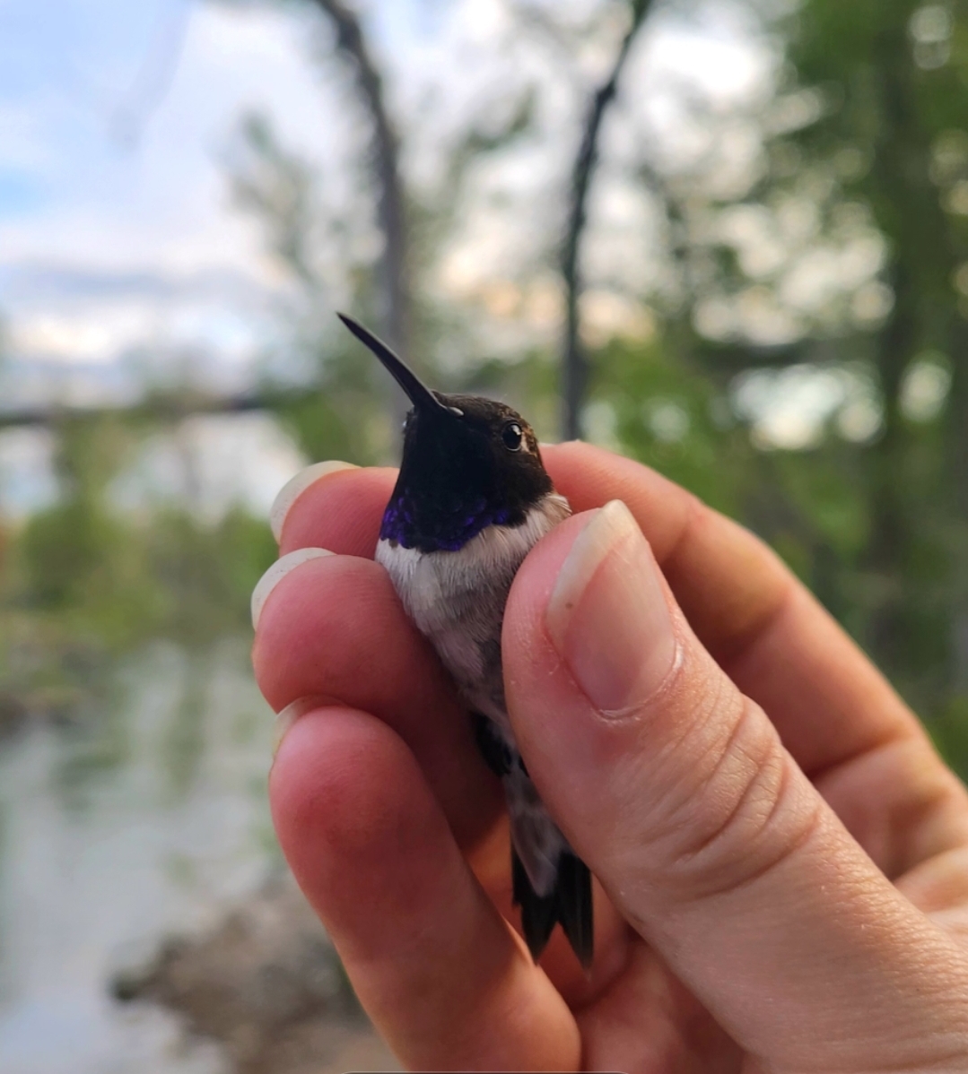 a black-chinned hummingbird looks toward the camera. He is held carefully between the thumb and fingers of the biologist. His tiny head is the size of the biologist's index fingernail.