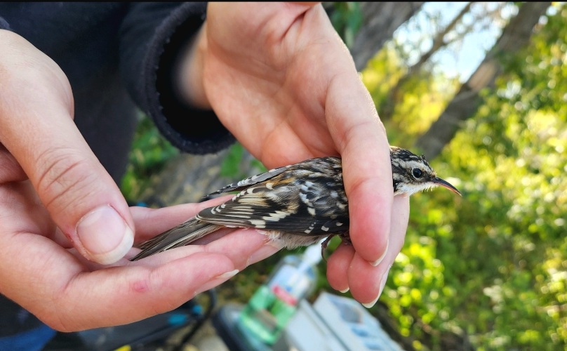 a tiny brown creeper is dwarfed by the scientist's hands. barely longer than their index finger, with a dainty thin bill, and beautiful speckled coloration that makes it look just like tree bark
