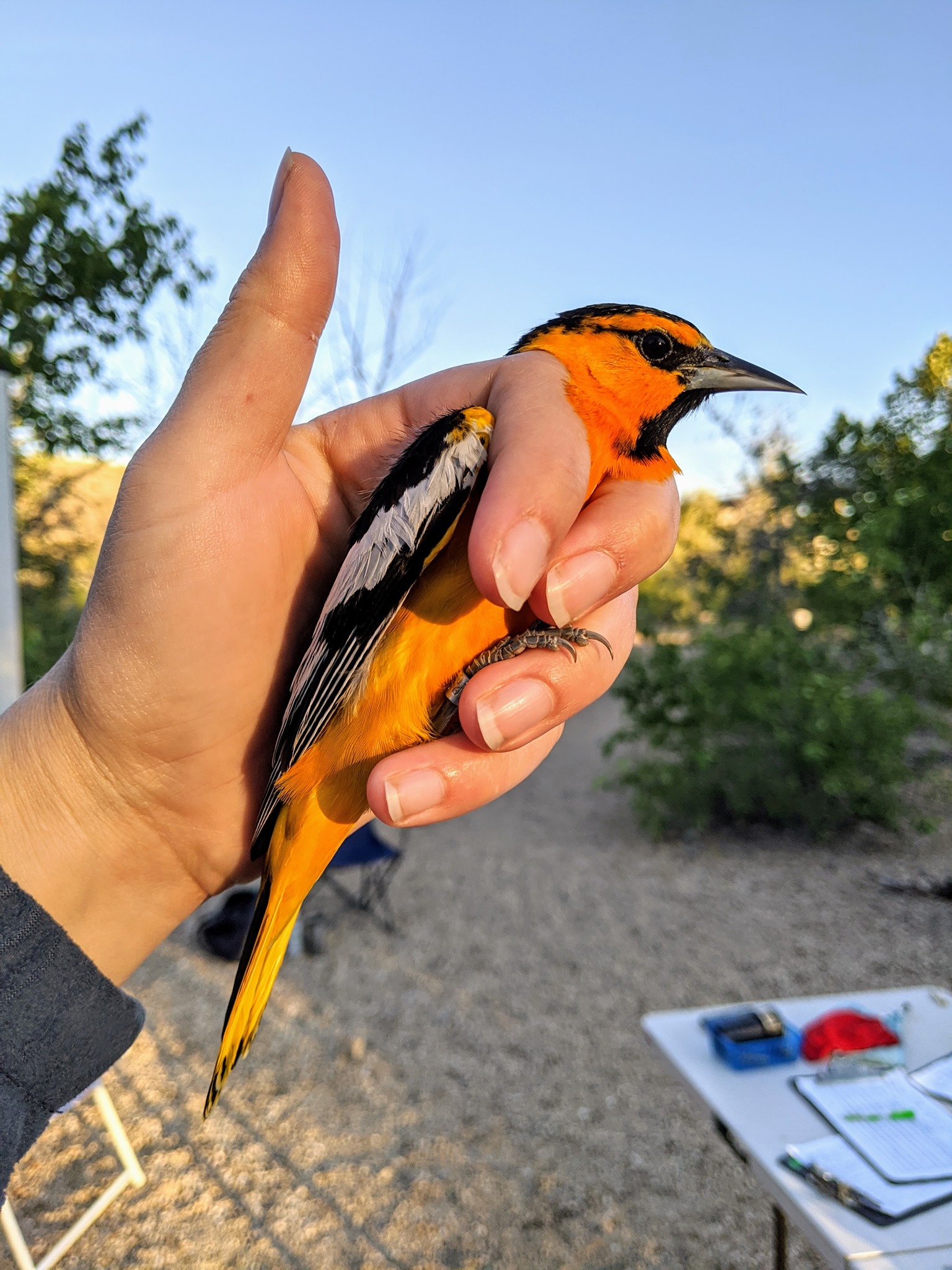 a biologists hand holds a bright orange male Bullock's Oriole, shining in the morning sunlight