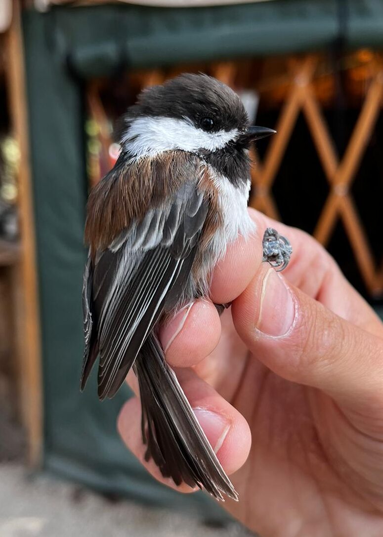 A biologist holds a small chestnut brown, black and white chickadee in photographer's grip. The Lucky Peak banding yurt is in the background.