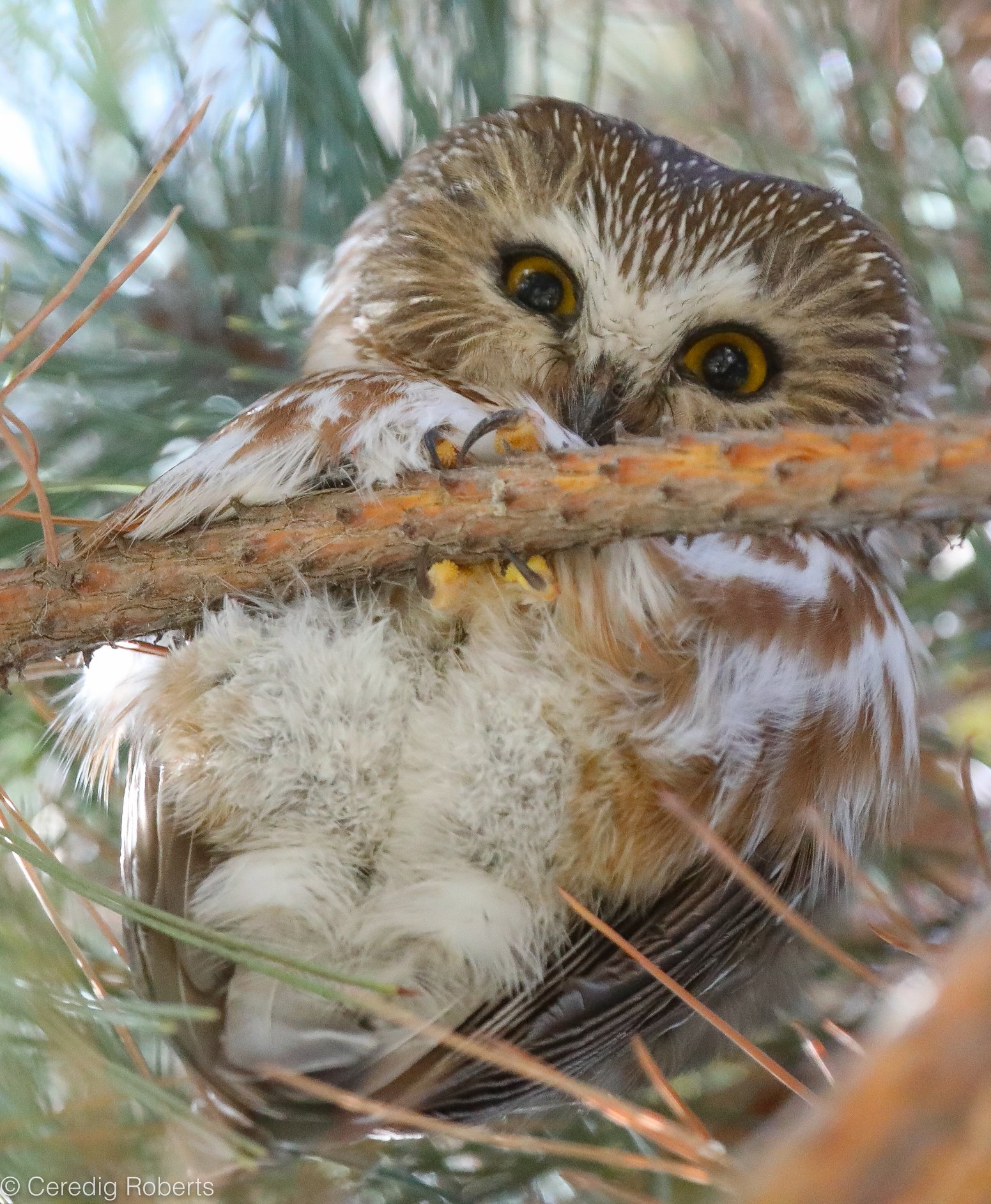 a Northern Saw-whet Owl sits on a perch looking straight down at the photographer