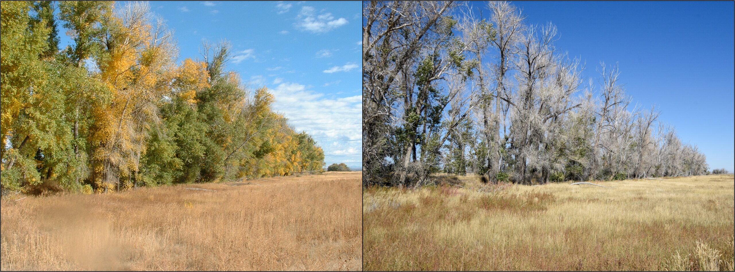 2 images comparing the contrast of vegetation health and its decrease over 17 years.