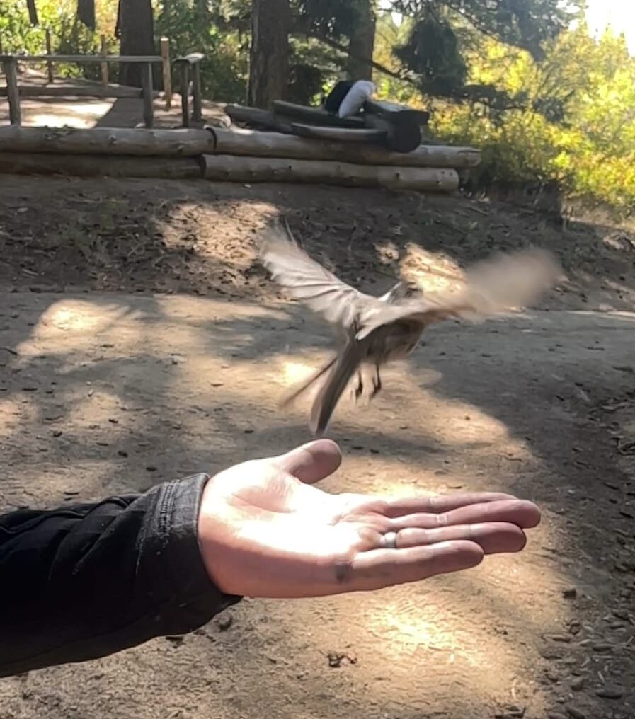 Image of a hand with a small brown bird taking flight with its wings outstretched. There are green fir trees and yellow understory vegetation in the background