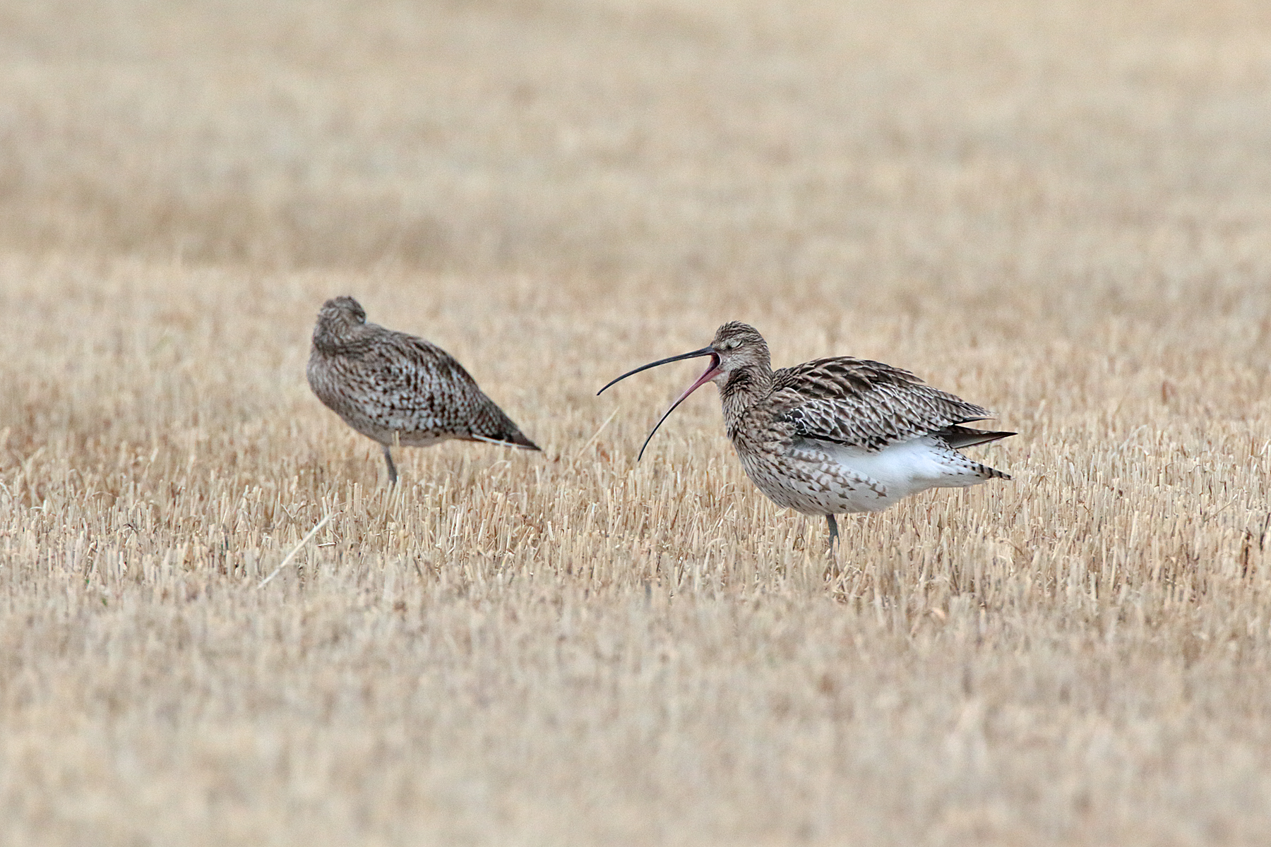 One curlew stands on one leg with head tucked and eyes closed, sleeping. The other bird is yawning a huge yawn, with bill stretched open and eyes closed