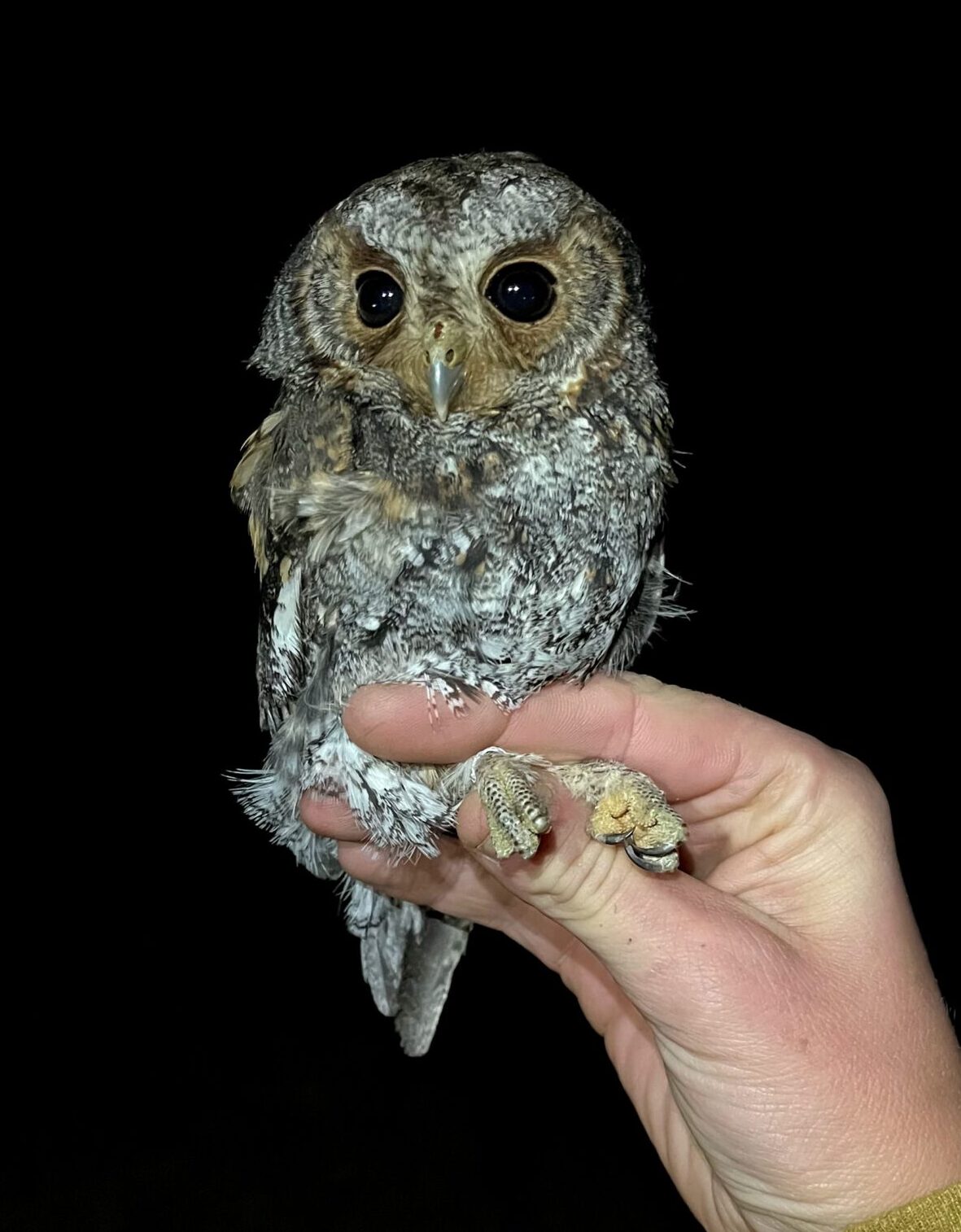 A small Flammulated owl is being held by an owl bander in photographer's grip for a photo with a black background.