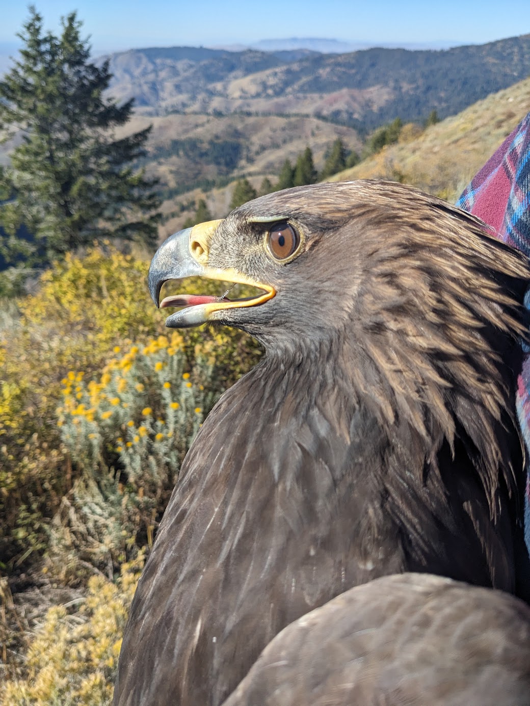 A profile of a Golden Eagle with a fierce look in her deep brown eyes. Her body is covered in dark brown feathers with golden tips on the nape of the neck. The red and blue flannel shirt of the bander is partially visible on the right. There is blue sky, mountains dotted with green trees, and greenish-gray rabbitbrush with blooming yellow flowers in the background.