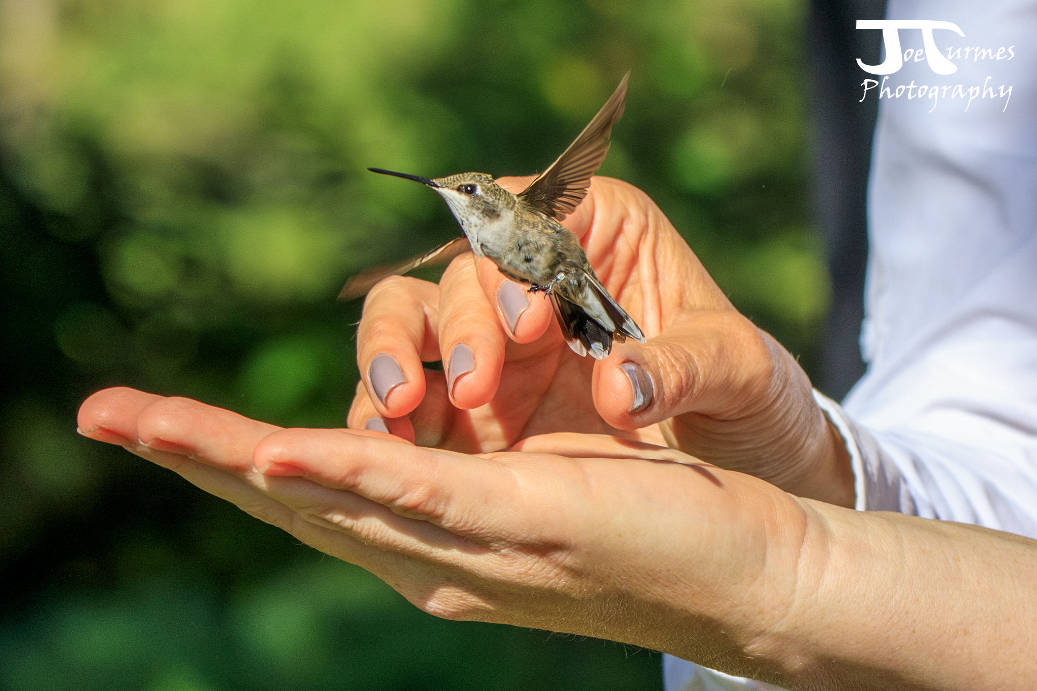 a small grayish hummingbird hovers in flight just over a person's outstretched palm. The photo was taken the moment the bird took off from the person's hand