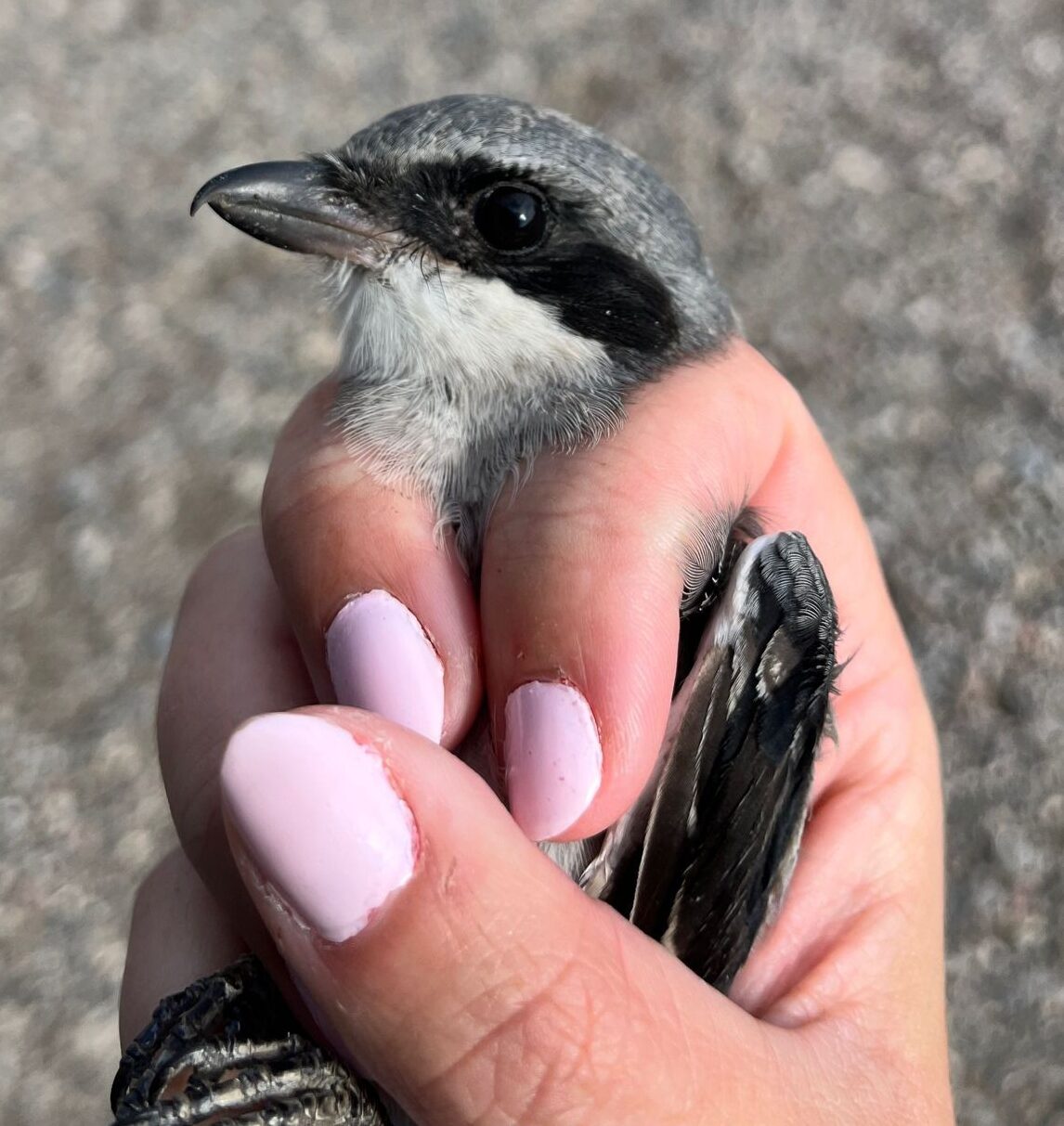 a closeup of a Loggerhead Shrike's face held safely in banders grip by a biologist's hand