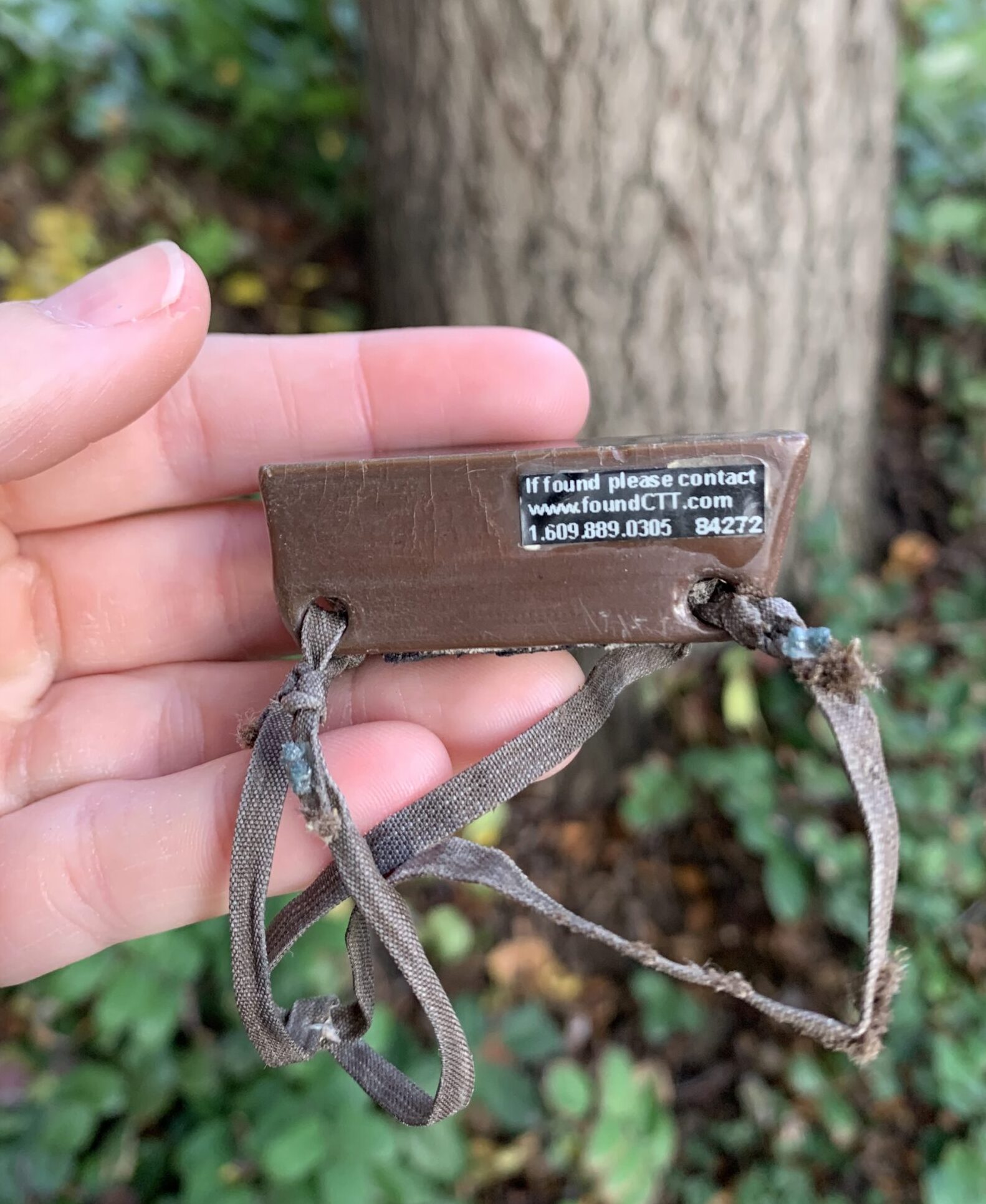 a small brown rectangular transmitter. The brown neoprene straps are worn and frayed after use. The transmitter is dusty from laying on the ground. a sticker on the side is partly legible and reads: "if found please contact found.ctt.com" and lists a phone number