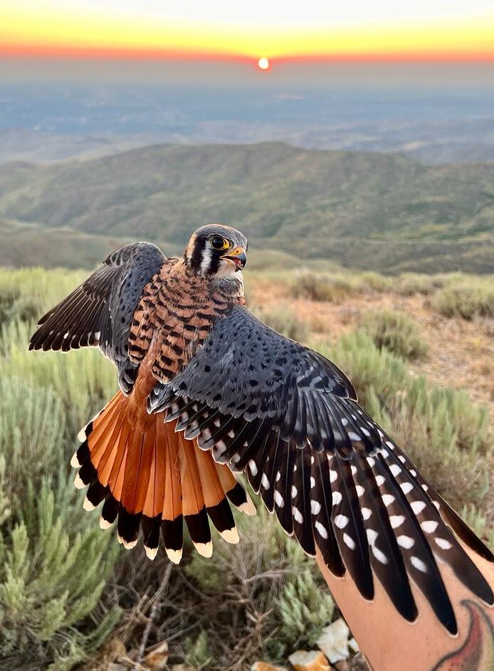a male American Kestrel held by a biologist in the sunset. His wings are both outstretched, showing off the sharp black and white patterning of his flight feathers, slate-blue shoulders, and orange tiger-striped back. His face has beautiful bold black stripes, and his tail is orange with a bold black stripe. Behind him is a view of Boise in the distance underneath a setting sun