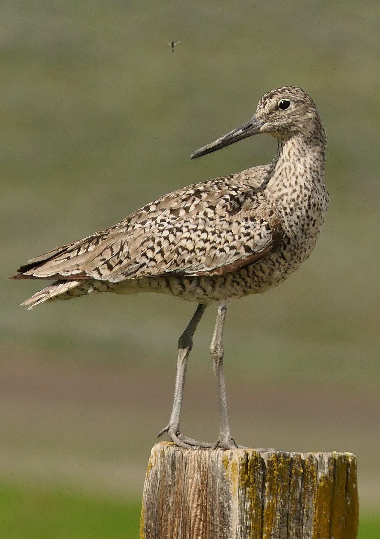 A Willet. This is a shorebird with brown flecked feathers, long legs, and medium-length bill. It is perched on a wooden fence post