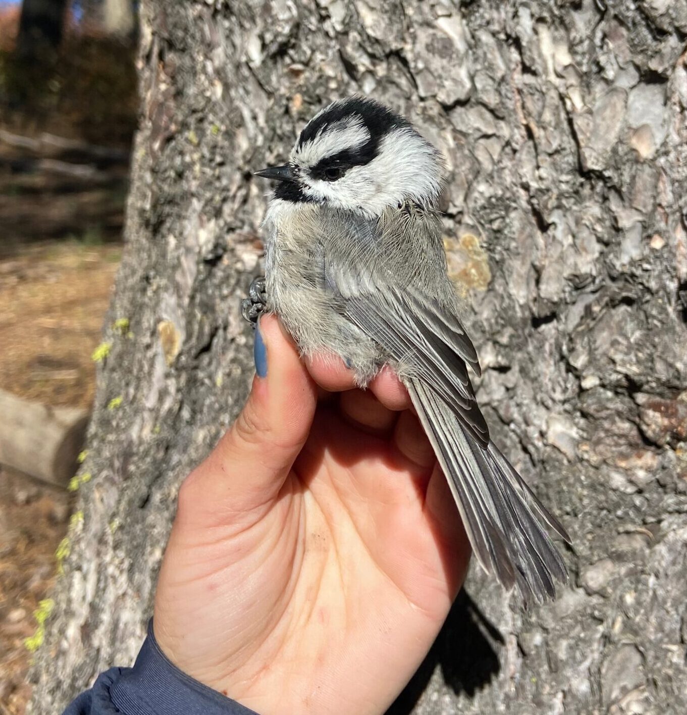 A biologist with blue nail polish holds a small gray, black and white songbird in photographer's grip for a photo. The bark of a tree trunk is in the background. You can also see a small part of the person's blue shirt sleeve