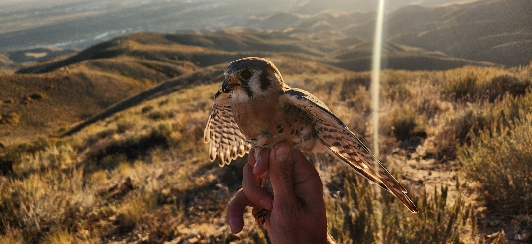 an American Kestrel highlighted by the golden sun of late day. His flight feathers are gleaming and almost translucent with sun shining through them. In the background are the rolling hills of the Boise Foothills, golden in the evening light. The photo has a beautiful sun flare (photographic artifact) streaking through the edge of the image.
