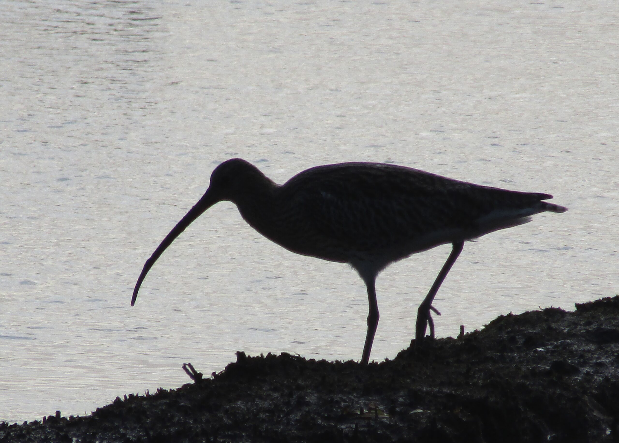 a dark silhouetted curlew shape against a backdrop of rippling water