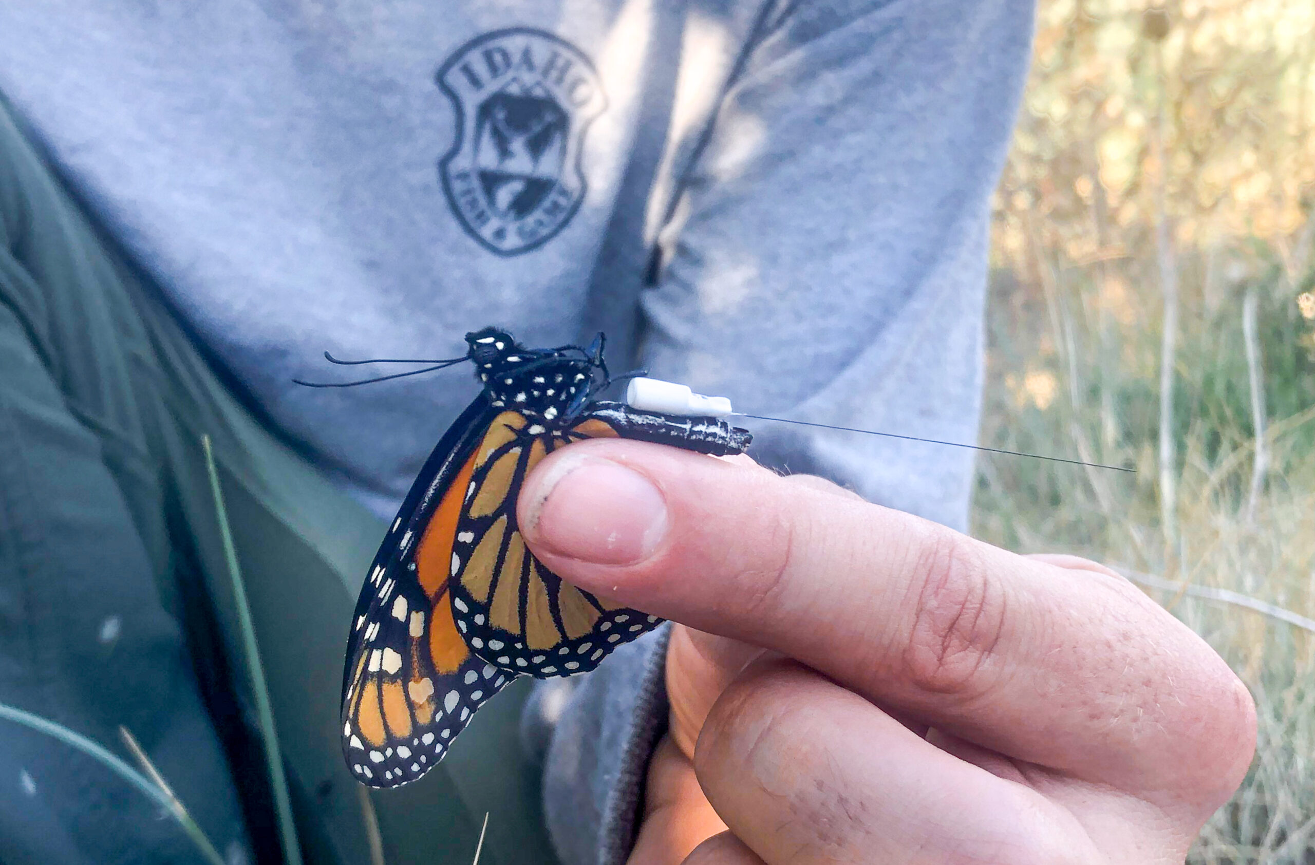 A person in a gray t-shirt with an Idaho Fish and Game logo is gently securing the wings of a beautiful orange monarch butterfly. There is a white surveillance tag with an antenna attached to its abdomen
