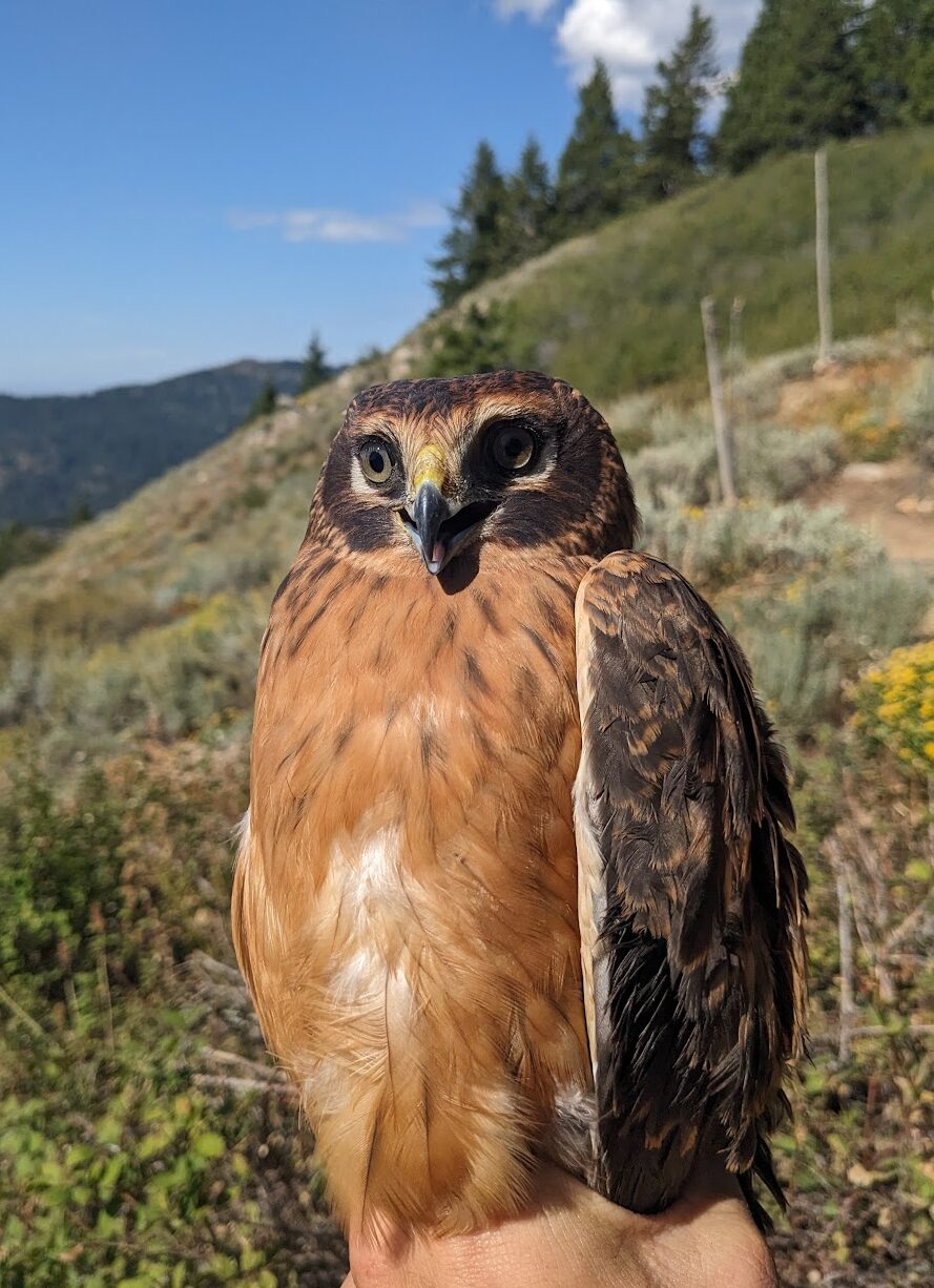 A medium sized rusty orange and brown raptor with light tan eyes is gently held by a raptor bander. it looks toward the camera with a goofy surprised look. The blue sky, white clouds, green douglas fir trees is in the background. Two white poles of a raptor net are visible as well.
