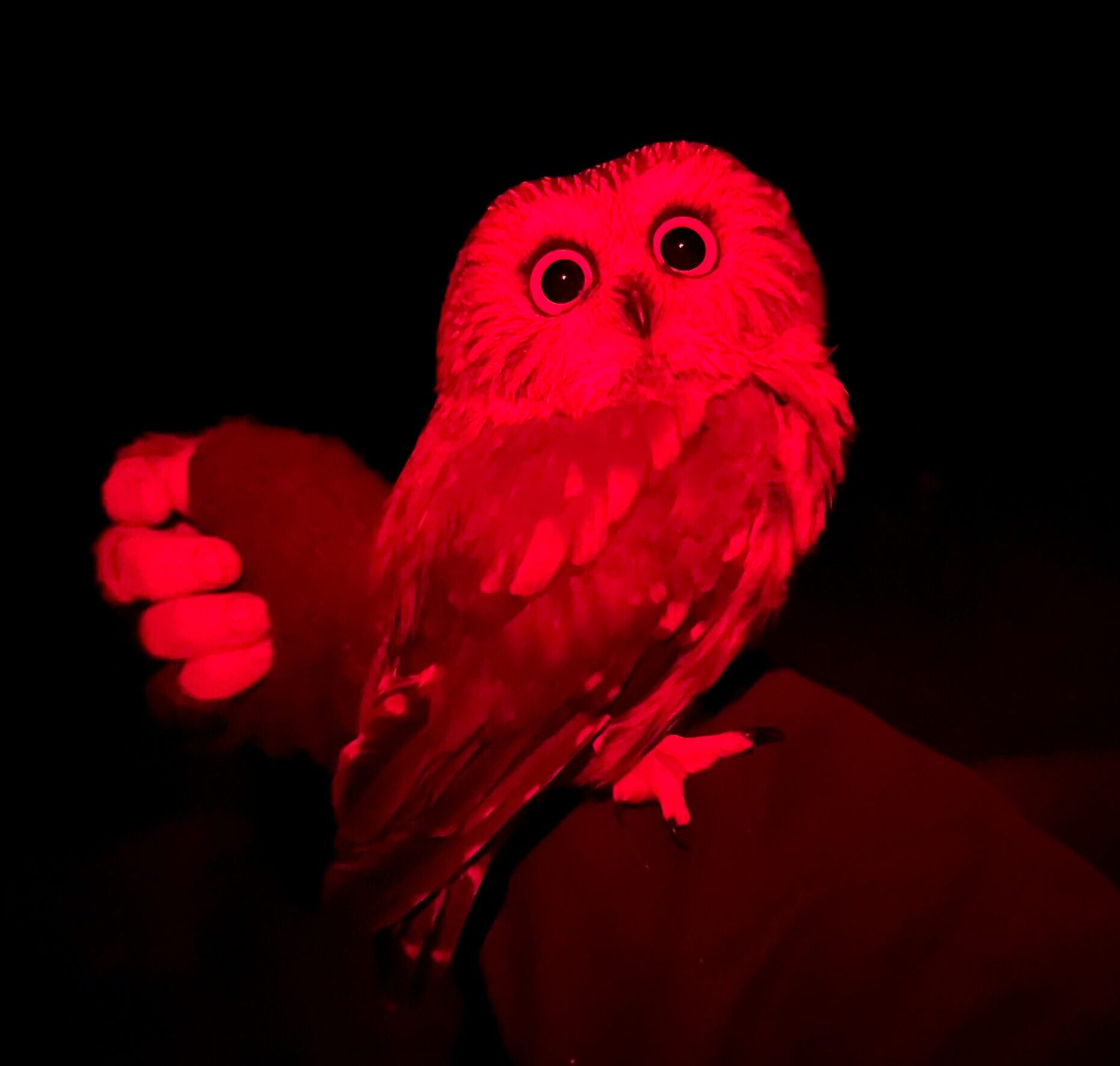 A small brown owl sits atop a biologists arm under the glow of a red headlamp light. it is looking up toward the camera with an adorably surprised expression