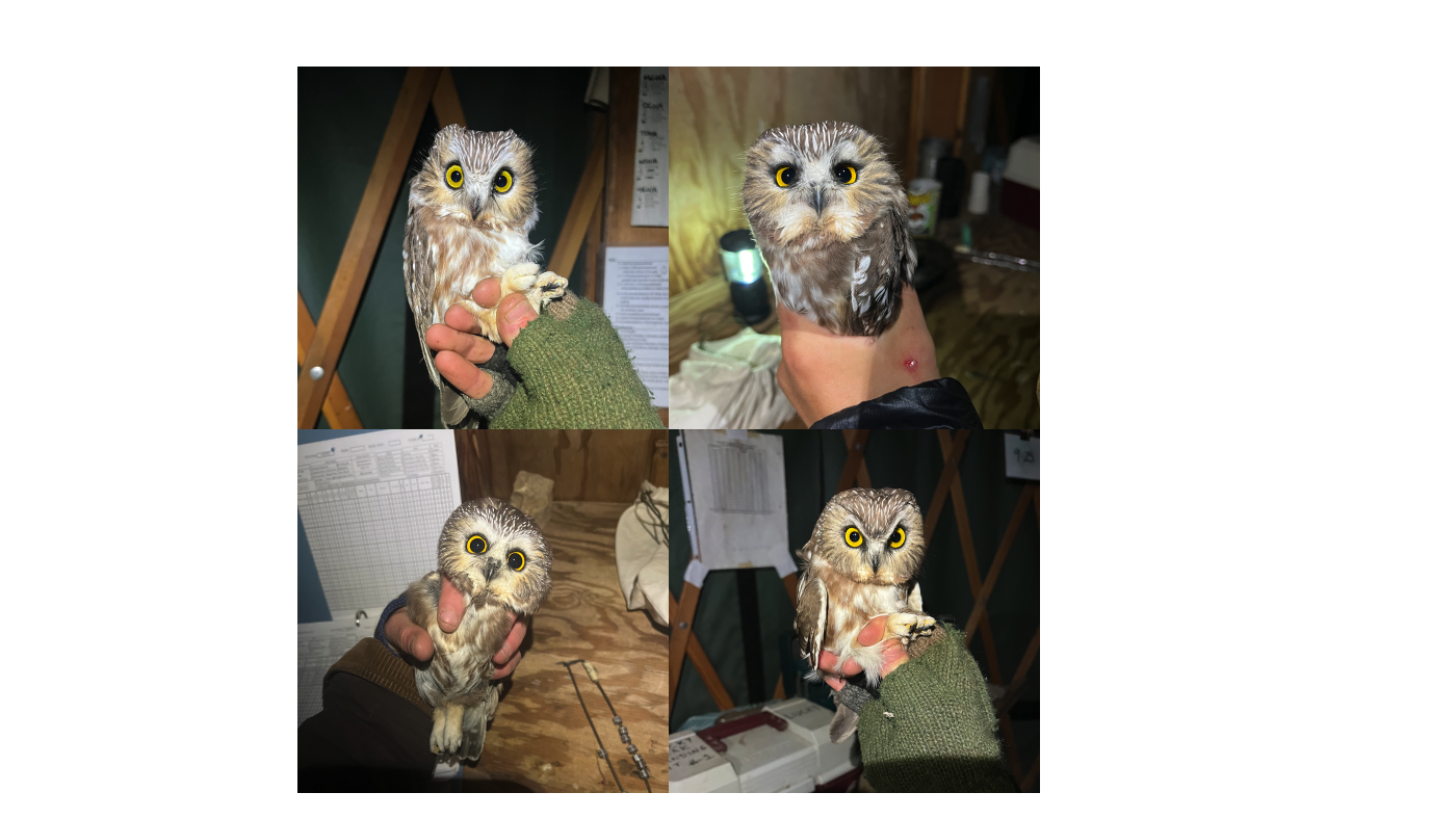 A collage image of 4 different small brown owls being held gently by owl banders inside the banding yurt. One owl has a goofy surprised look, one has a sweet calm look, one has an adorable big-eyed expression, and one has a grumpy look with angry eyebrows. Banding tools and table are in the background