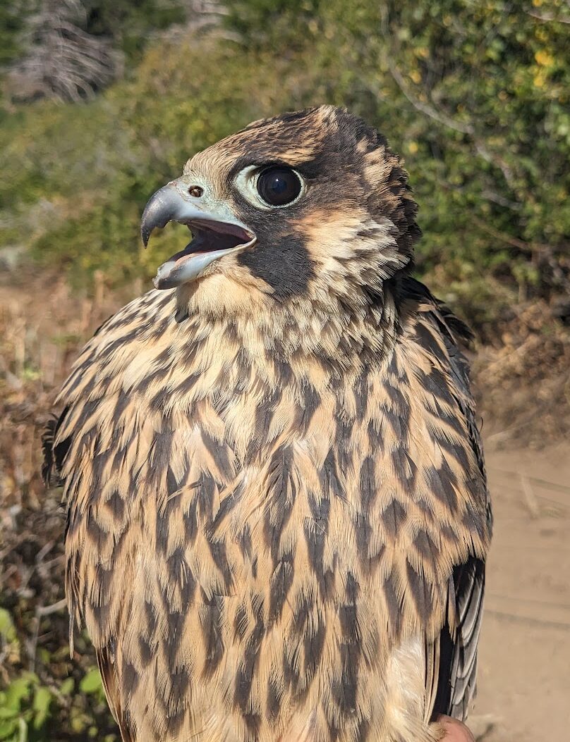 A medium sized brown-ish falcon with a dark brown eye and open blue-ish beak. There are green buckbrush shrubs in the background.