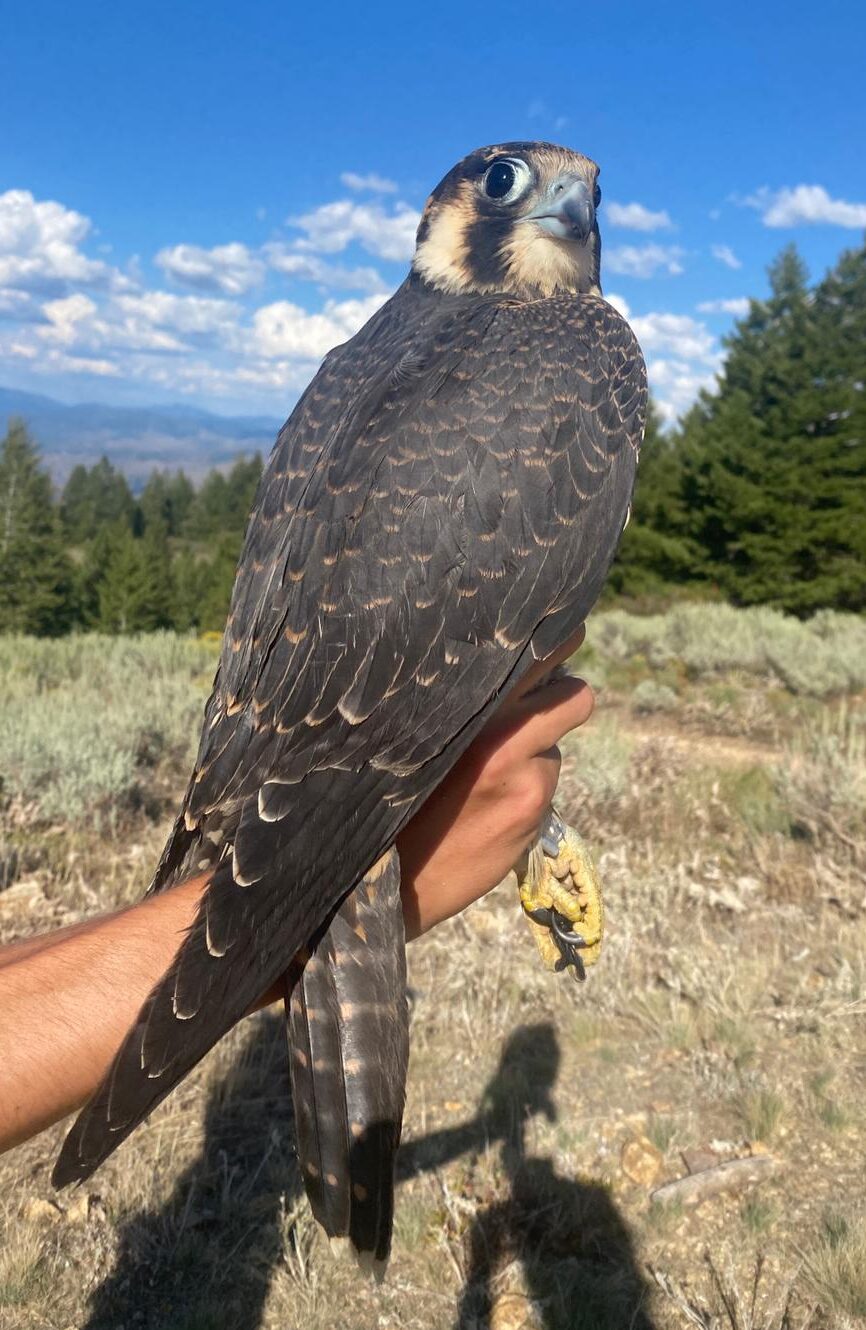 A mid-sized falcon with brown body and tan spots on the face is being held gently by a raptor bander during the day. Behind is the blue sky, white clouds and green douglas fir trees of Lucky Peak, and grayish-green sagebrush in the foreground.