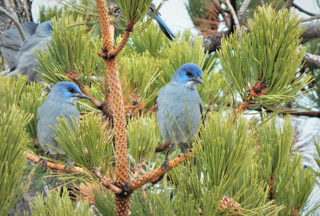 Two Pinyon Jays perch together in a pine tree. They have dusty blue bodies, royal blue foreheads, and light blue cheeks. A few more Pinyon Jays are visible in the blurred background of the tree behind them