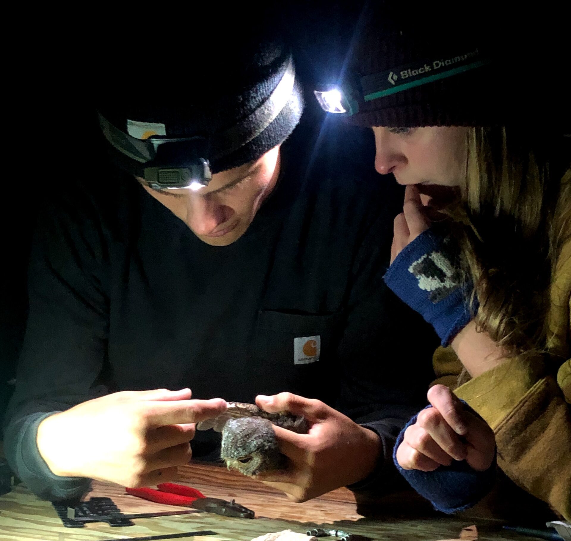 Two owl banders are looking closely at a small brown owl one of them is gently holding with its wing extended. Their headlamps are casting a glow on the owl and the surrounding banding table they are leaning on.