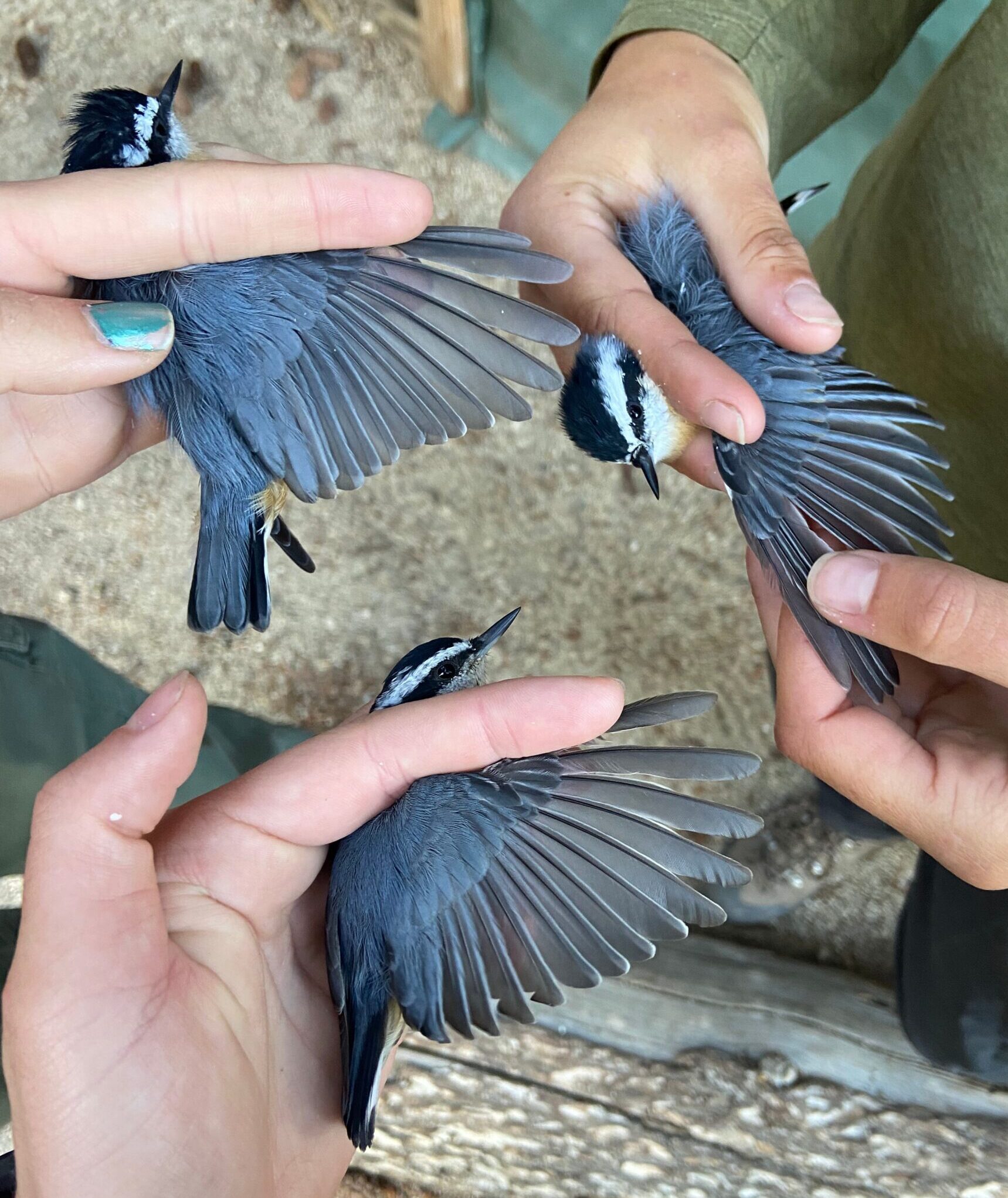 Three small blue-grey songbirds with black and white heads are being gently held with a wing extended on each. They are side by side to compare traits that will allow the birds to be aged. These birds are all of the same species.