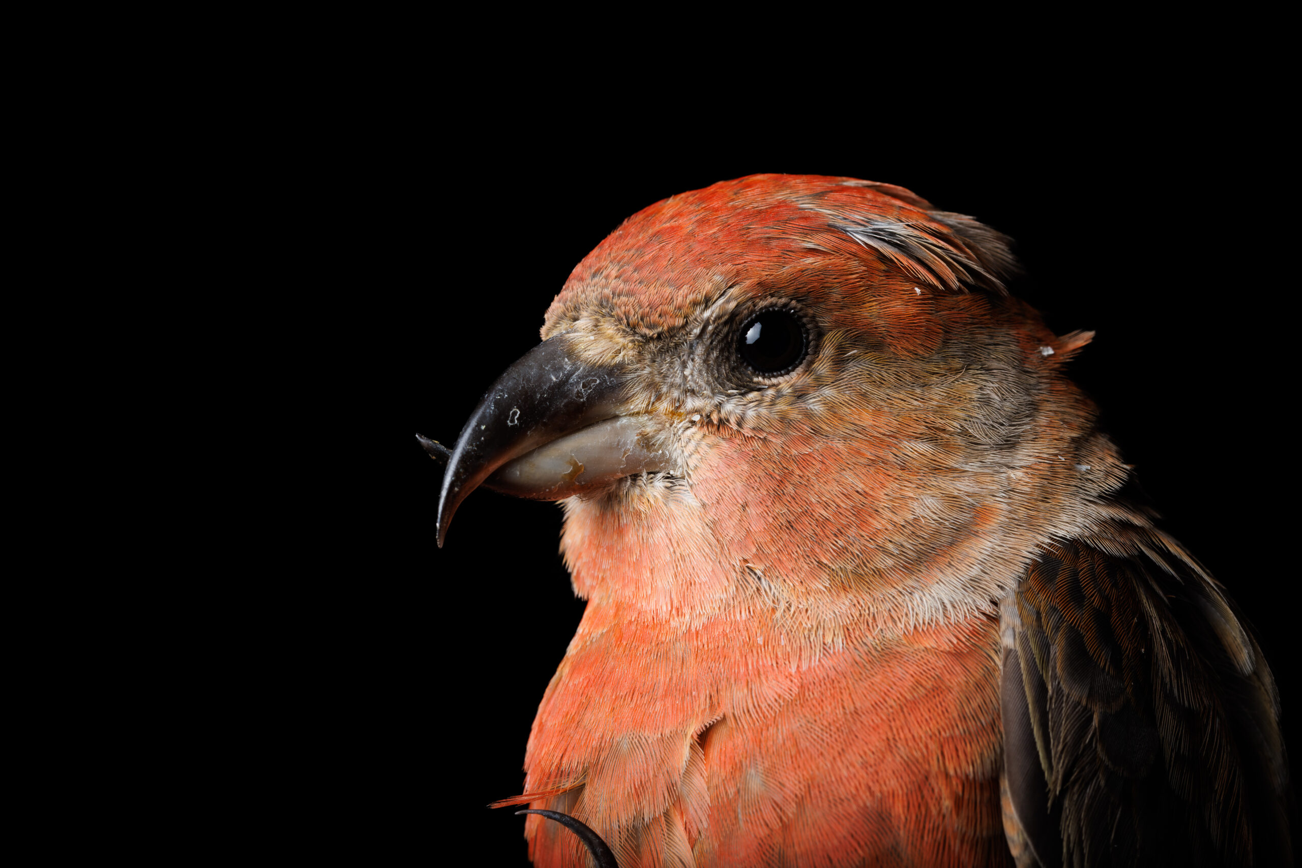 a closeup of a male Red Crossbill's head. His red feathers are glowing in the light, highlighted by the pure black background behind him. His sharp hooked bill shows the characteristic mismatched upper and lower mandibles.