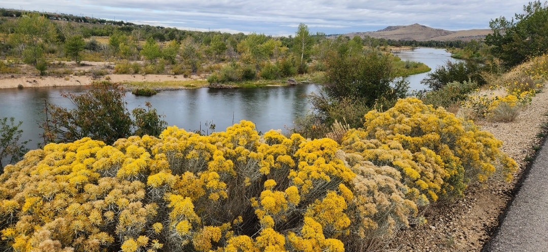 an expansive view of the Boise River and surrounding habitat. The view encompasses the wide floodplain adjacent to Barber Pool, Barber Pool in the distance, and Eagle Rock (aka Castle Rock) on the horizon. In the foreground are rabbitbrush shrubs so covered in golden yellow blooms that their branches are drooping!