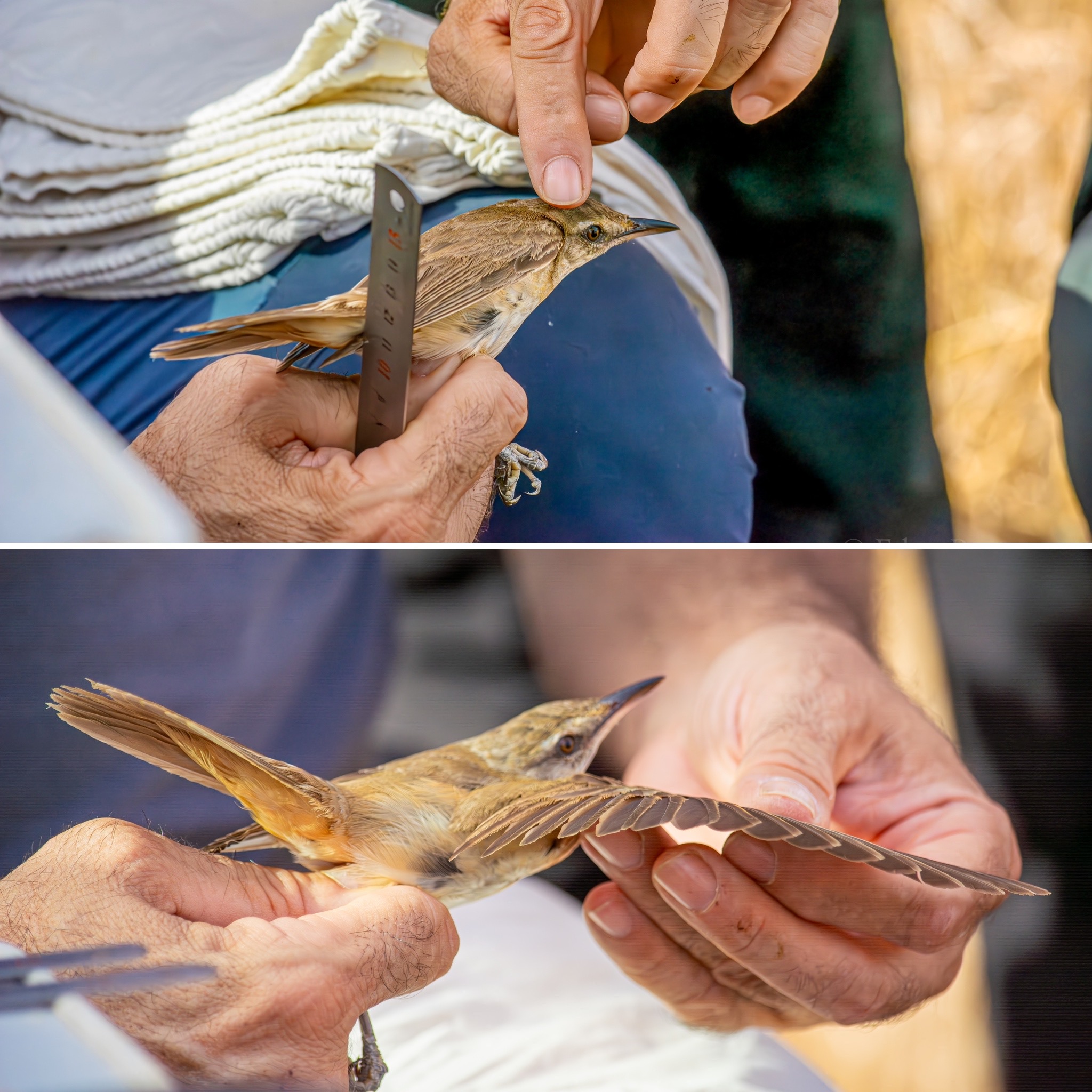 two images show a biologist holding a small brown bird in leg-hold grip. in one image he is holding a wing ruler and pointing at the birds head feathers. In the second he is spreading out one of the bird's wings to show its flight feathers