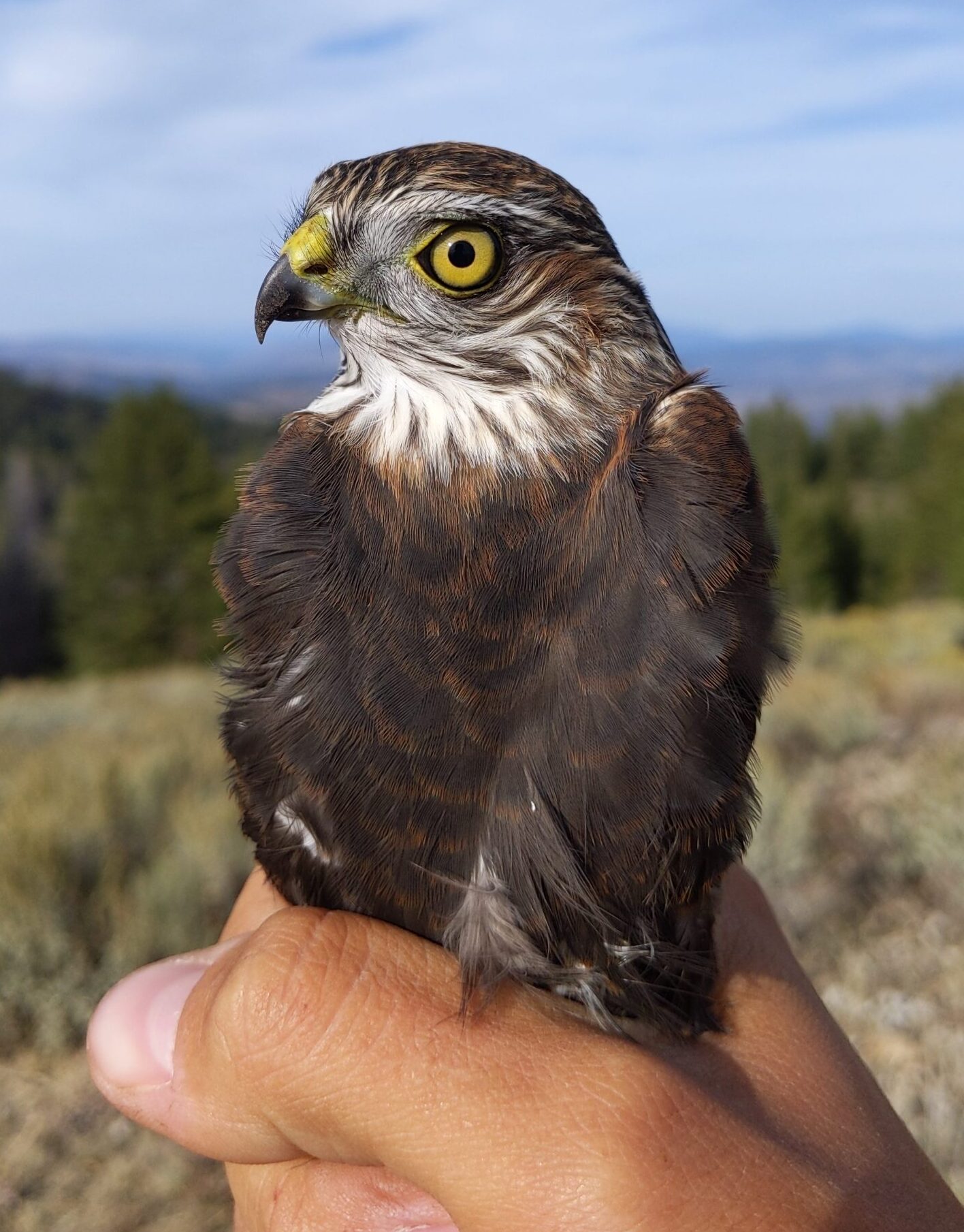 A small brown hawk with some white around the throat and above the eye is being held gently by a raptor bander. There is blue sky, green douglas fir trees and grayish-green sagebrush in the background.