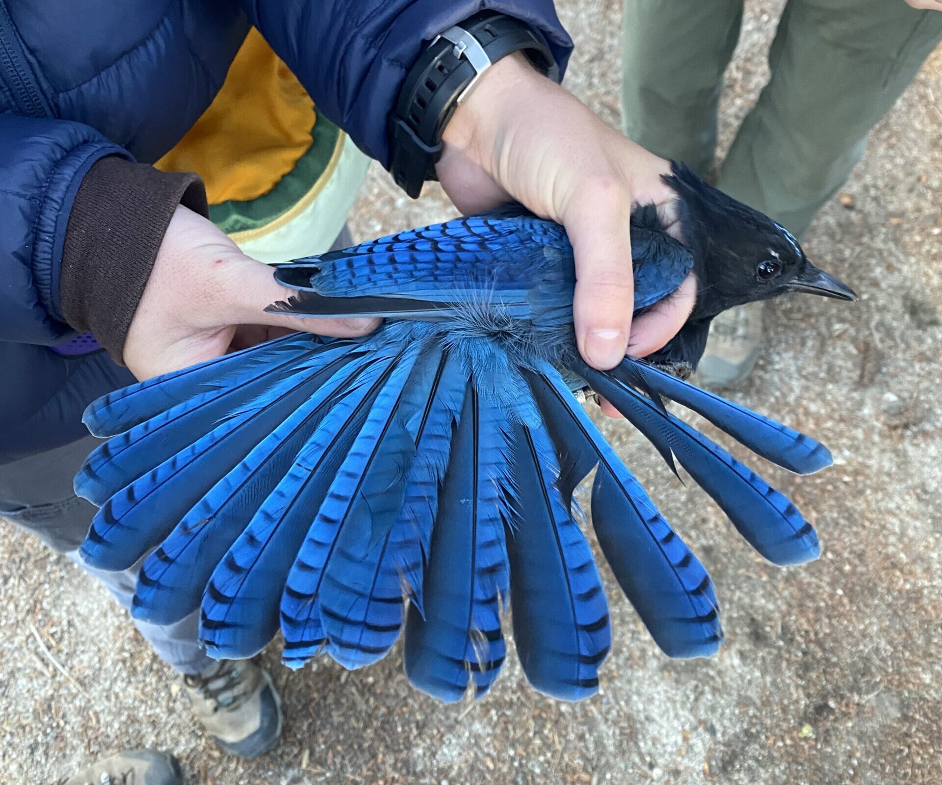 A bander wearing a blue coat and a watch gently holds a large blue Steller's Jay in bander's grip. It has a black head and crest . The stunning iridescent blue tail is spread to show the broad tips to the feathers and black tiger-striped barring.