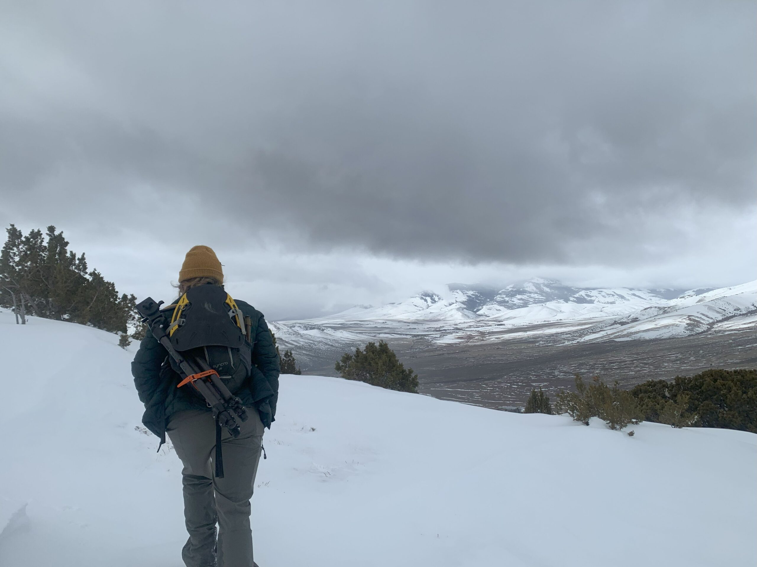 A biologist bundled up in winter gear hikes through deep snow. Green conifer trees and white snow-covered mountains are in the distance