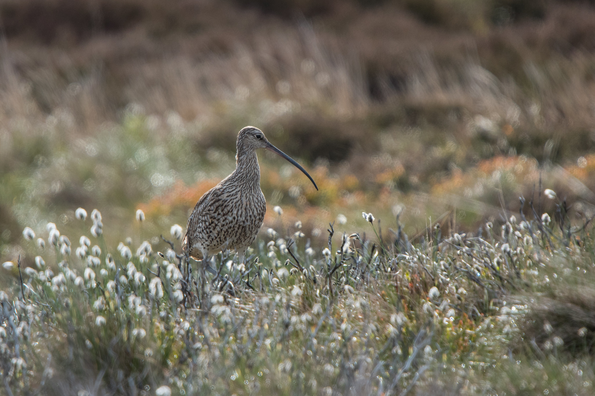 a eurasian curlew standing peacefully in a mixed grassy area. The ground has slight rolling hills. White cottony tufts stick up from some of the plants in the foreground