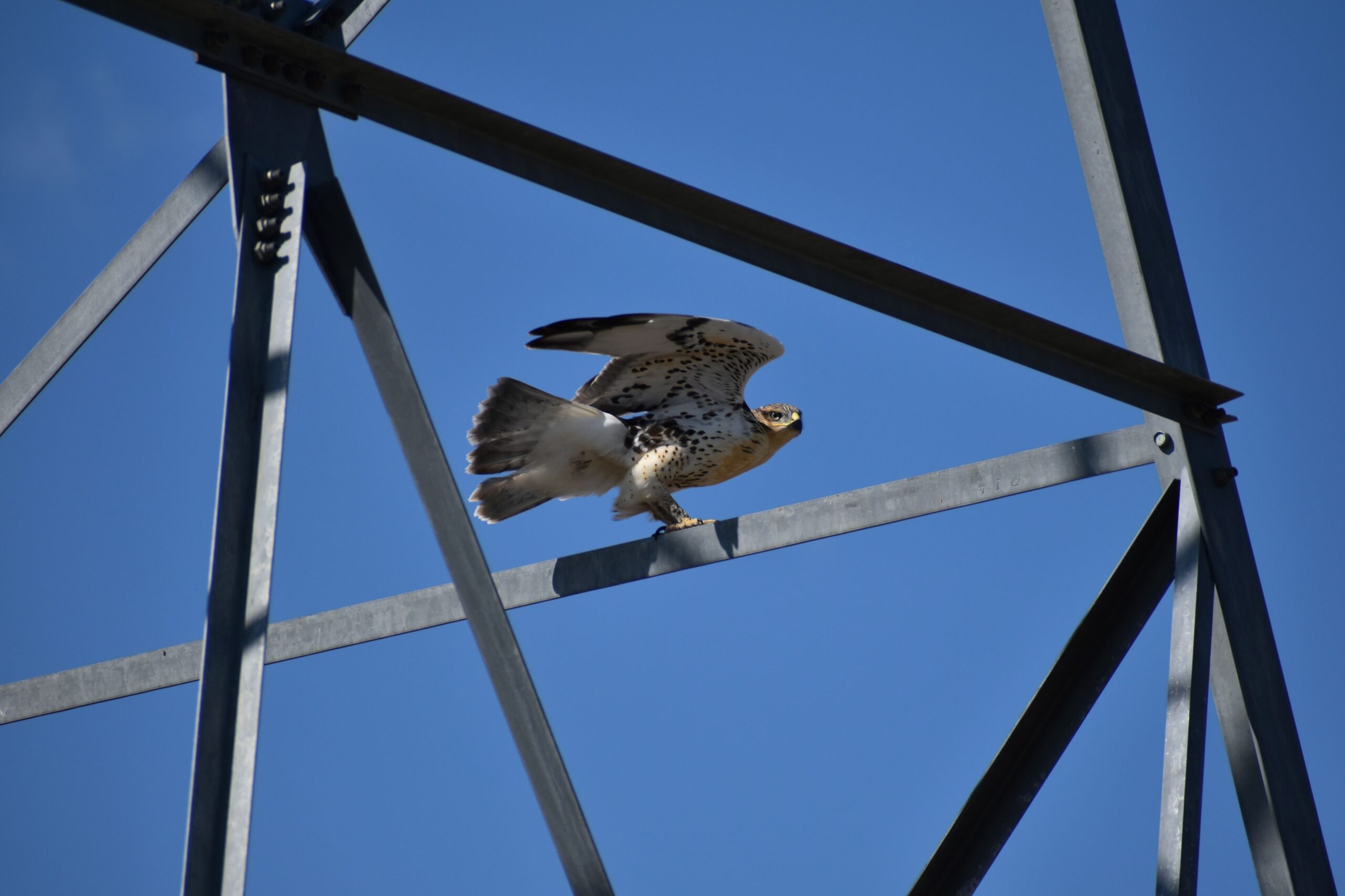 metal transmission tower struts crisscross the image. In the center, a large ferruginous hawk is poised ready to take flight. Its wings are raised over its head, and tail spread. Its legs look ready to spring into the air to take off.