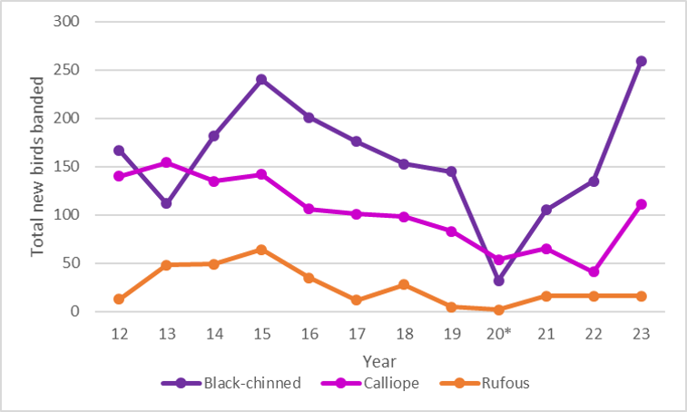 a graph shows hummingbird numbers since 2012. three lines represent black-chinned, calliope, and rufous hummingbirds. Notably, calliope numbers had steadily declined from a high count of ~150 in 2013 to a low count of less than 50 in 2022. 2023 shows more than 110 calliopes! Black-chinned numbers showed a similar decline, with a high count near 240 in 2015 then a steady decline through 2020. Black-chinned numbers in 2021 and 2022 showed slight increases, then a large jump in numbers up to 250+in 2023.