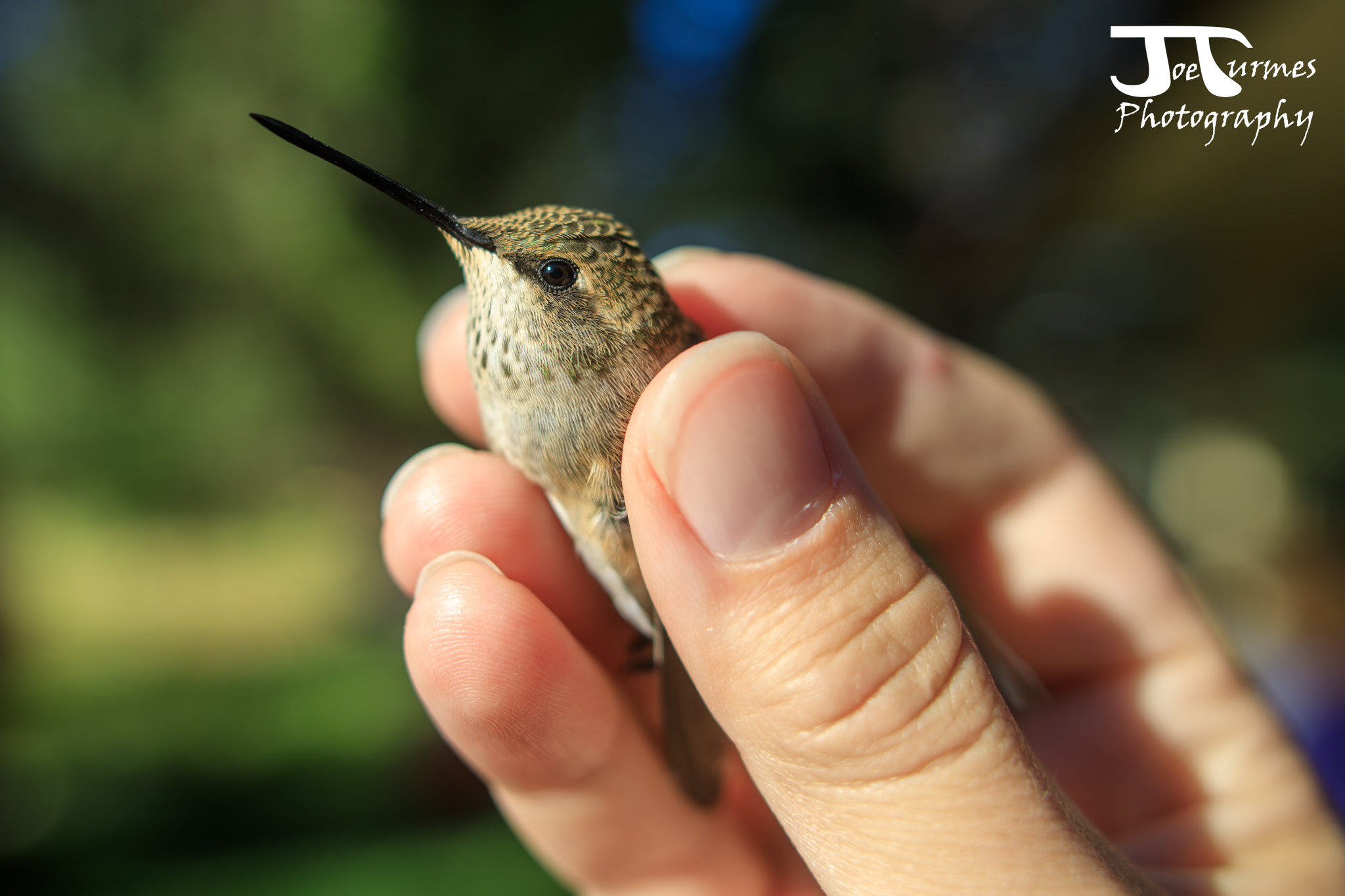 a small grayish hummingbird looks with curiosity at the camera. He is held gently between the thumb and forefinger of a biologist. His head is about the size of the biologist's thumbnail