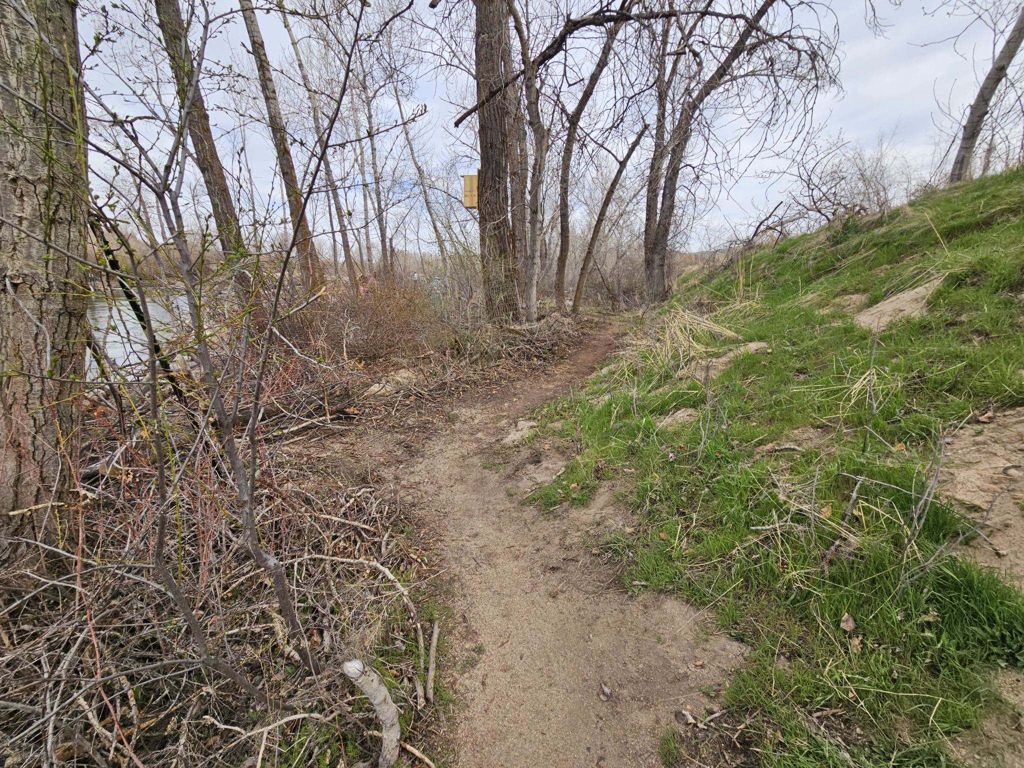 a new trail winds past a green hillside and tangled wild rose bushes.