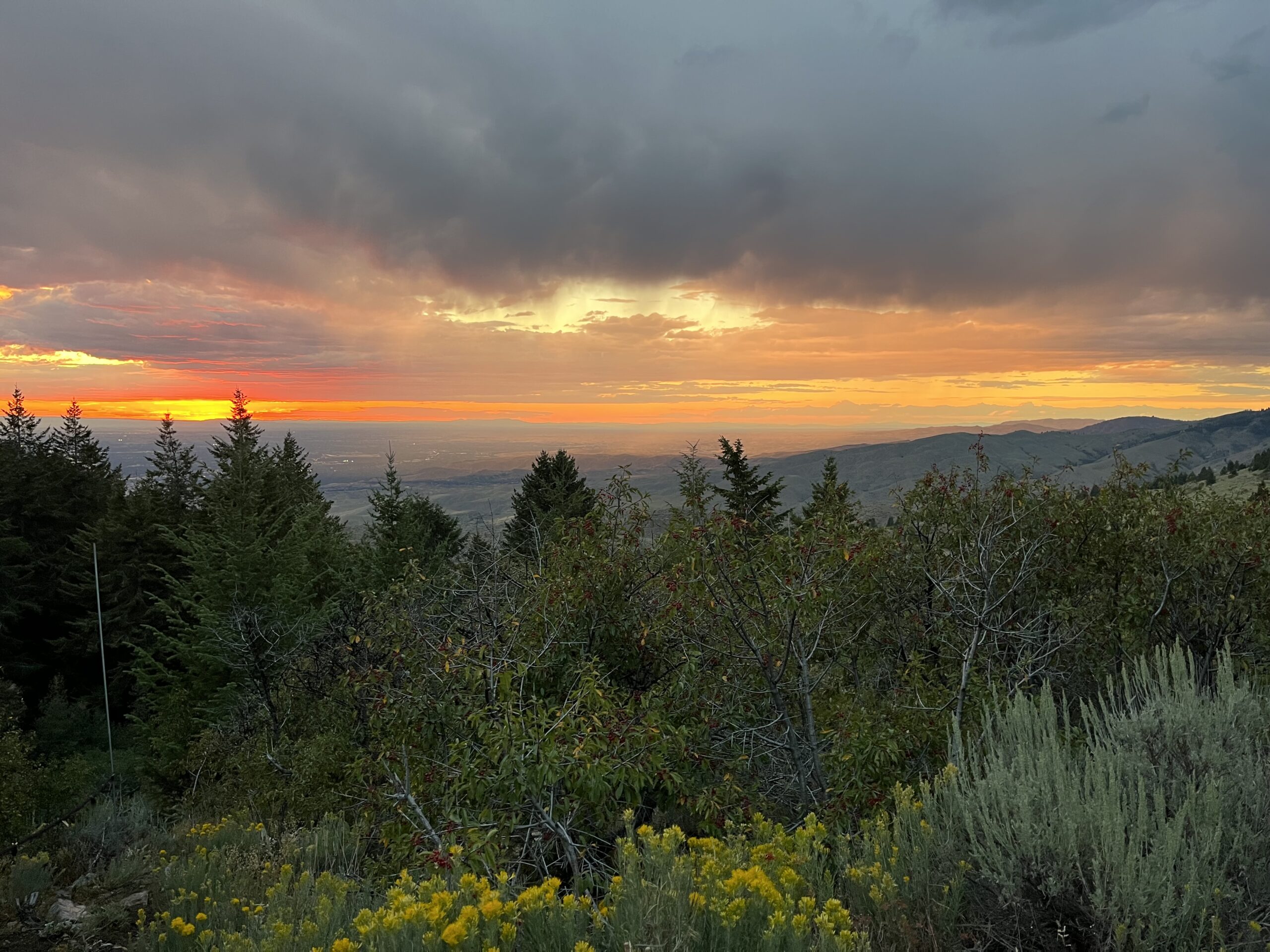 A beautiful sunset illuminates the blue, yellow and orange of the sky over Boise looking from Lucky Peak. There are douglas fir trees, rabbitbrush with yellow flowers, and gray-green sagebrush in the foreground.