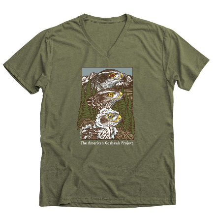 the new Goshawk t-shirt in military green designed by Emma. Three goshawk heads in profile, lined up vertically. The bottom is a nestling goshawk with grayish eyes and fluffy down. The center is a juvenile goshawk with brown plumage and yellow eye. The top is an adult Goshawk with striking black and gray plumage and red eye. The background shows goshawk habitat: conifer forest and snowy mountains