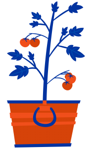 Illustration of a tomato plant
