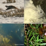 Various Wildlife
