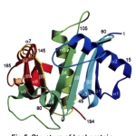 x-ray structure of Last AHL synthase enzyme