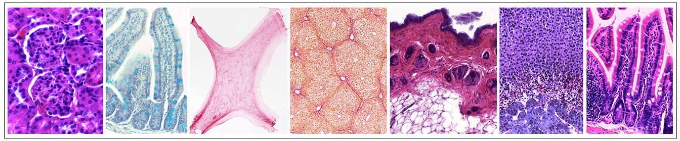 Histology banner image including 7 samples