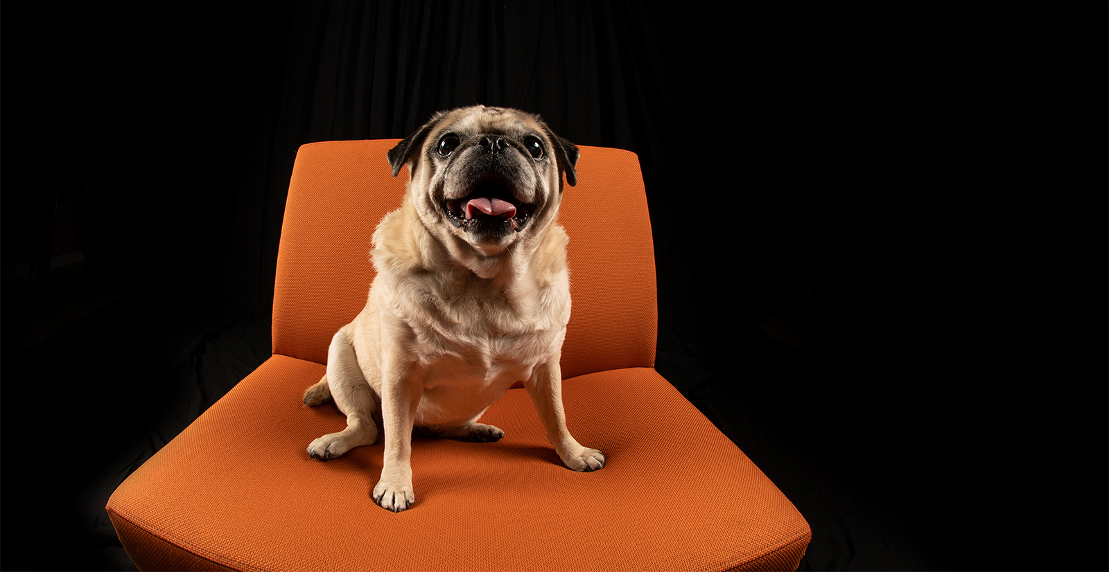 Pug sitting on a chair in a studio.