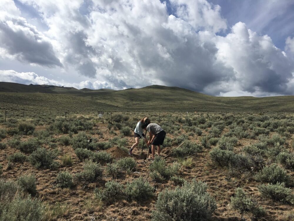 A man and woman digging a hole in an open sagebrush field