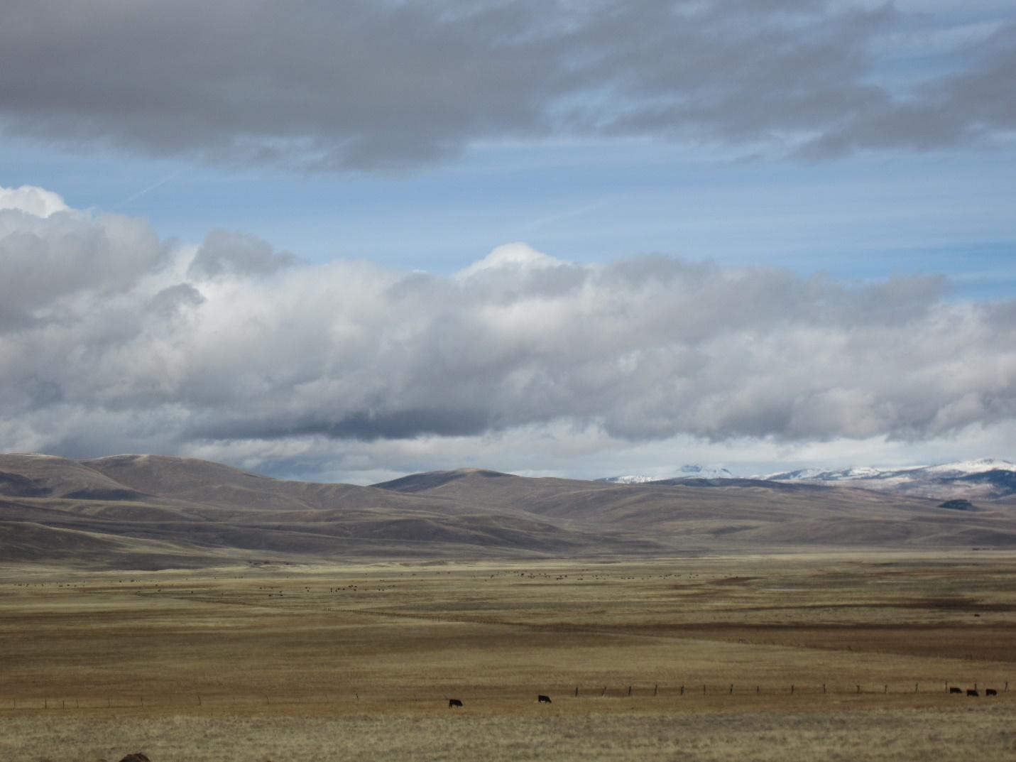 Cows grazing on rangeland near foothills and snow-capped mountains on a cloudy day. 