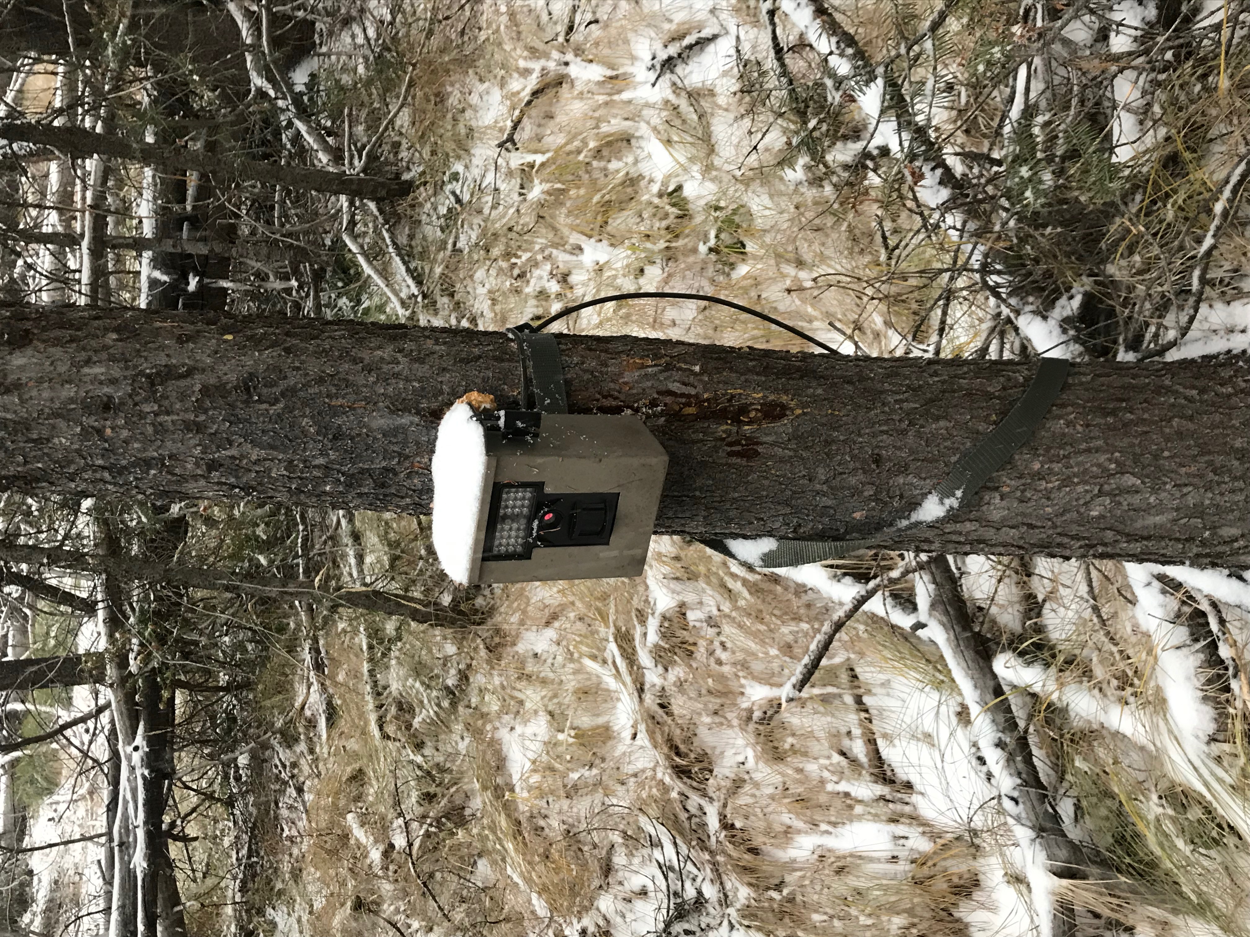 A wildlife camera deployed on a tree, topped with snow