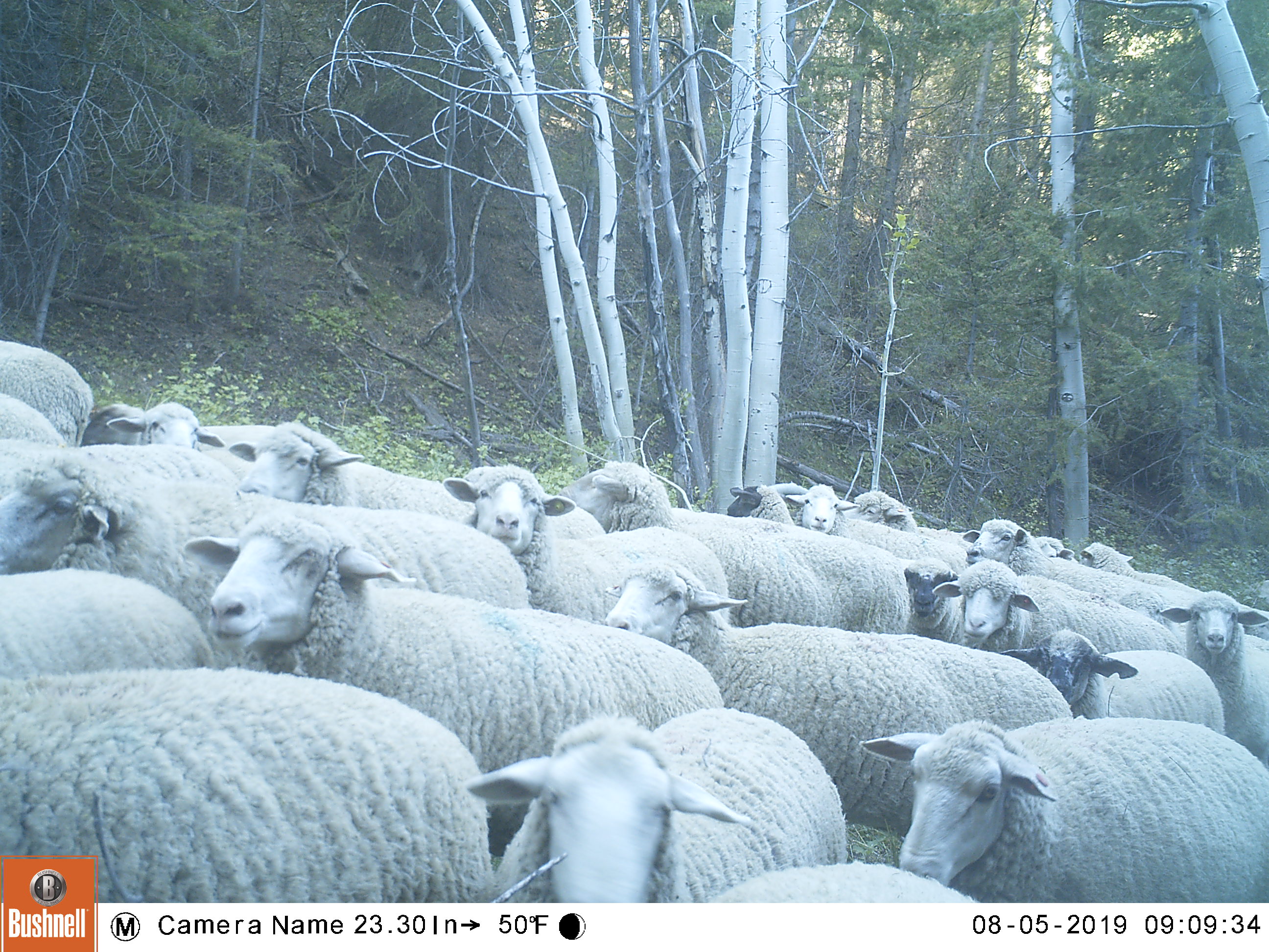Select to view full image of sheep