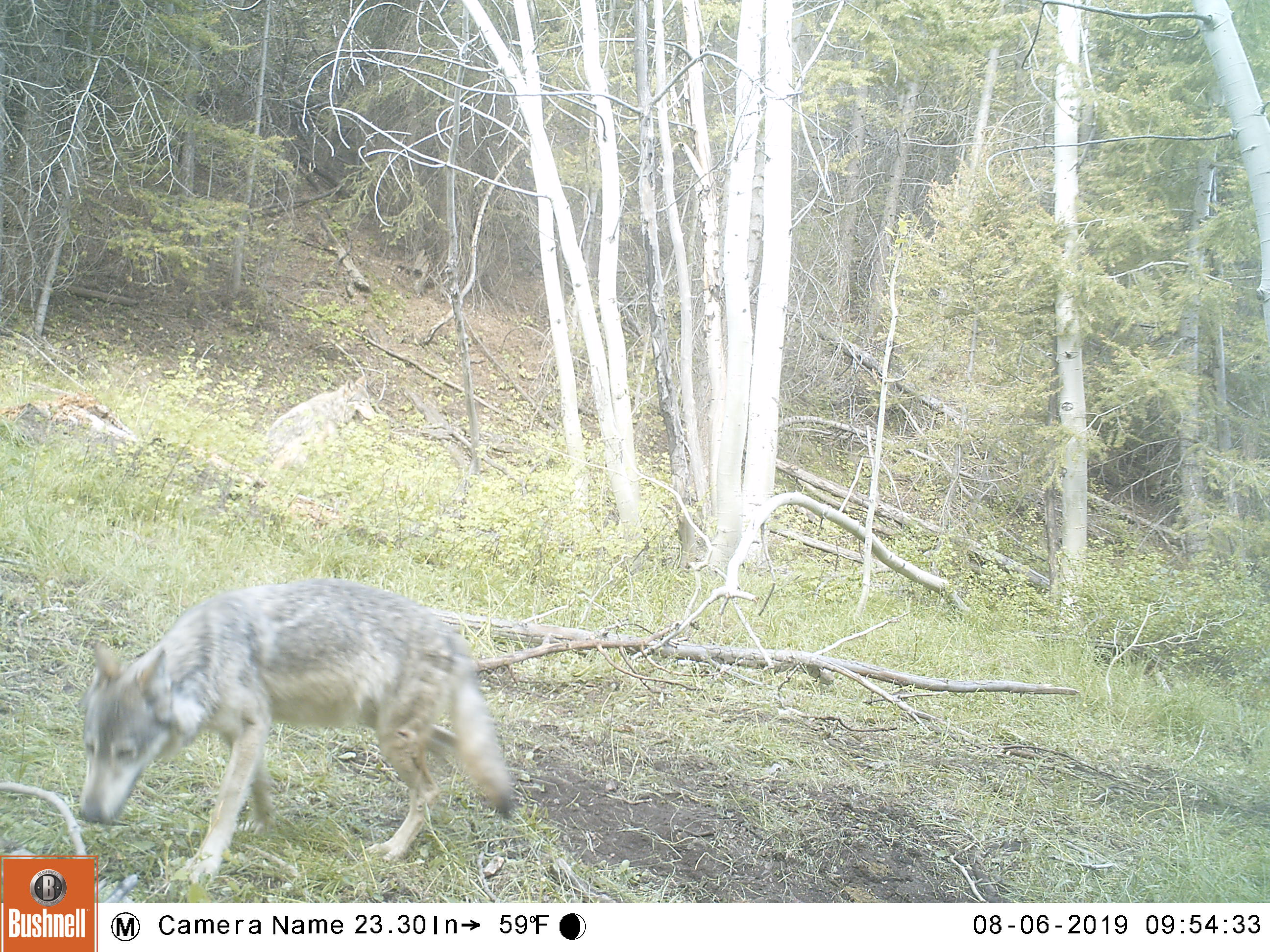 Select to view full image of gray wolves